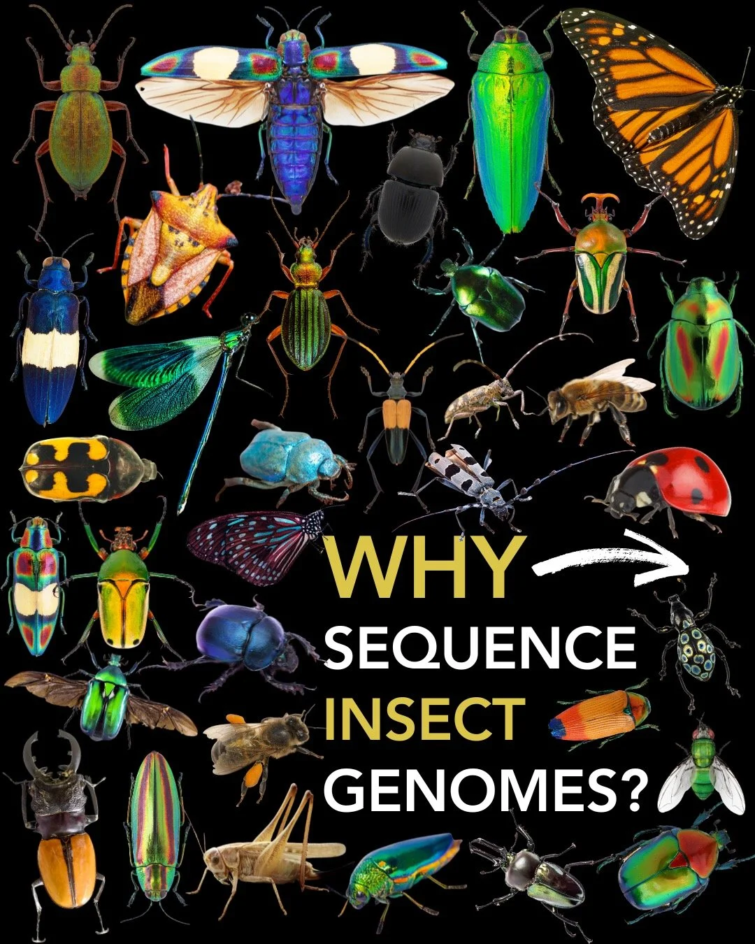 💥🧬 Why sequence ALL insect genomes?
Because insects run the planet. They pollinate our crops, recycle nutrients, build soils, drive food webs, and shape ecosystems on every continent. 🧬🌍
Yet we&rsquo;ve only scratched the surface of their genomic