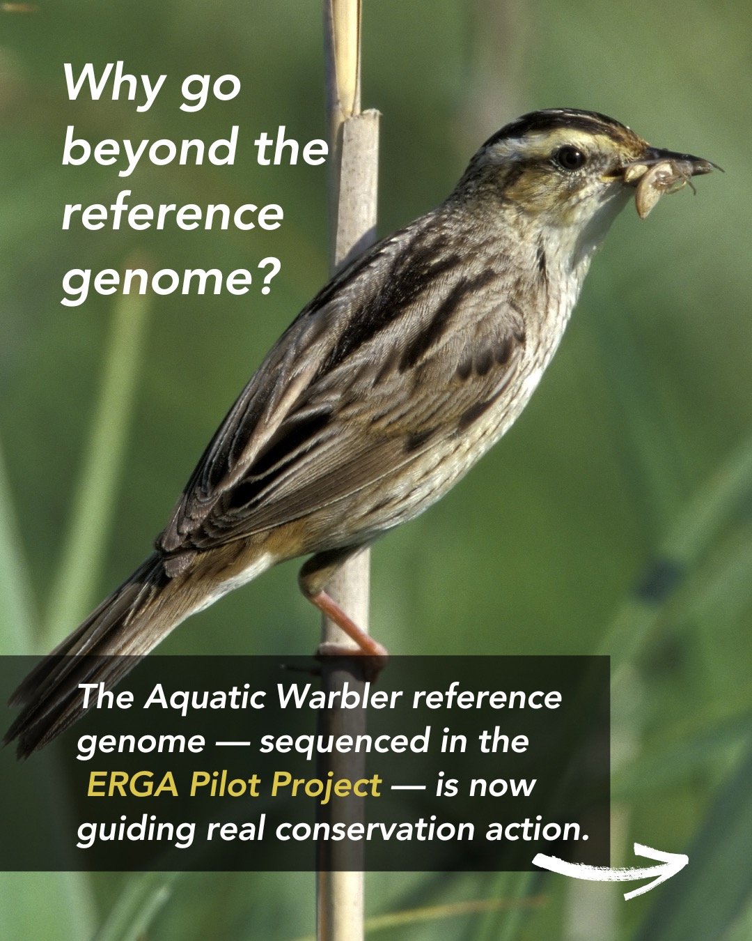 Why sequence 60 genomes of the same bird?
Because population genomics reveals hidden risks &mdash; low diversity, genetic drift, and declining gene flow. 🧬🌍
Wetlands are disappearing&hellip; and so is genetic diversity.
Whole-genome sequencing of 6