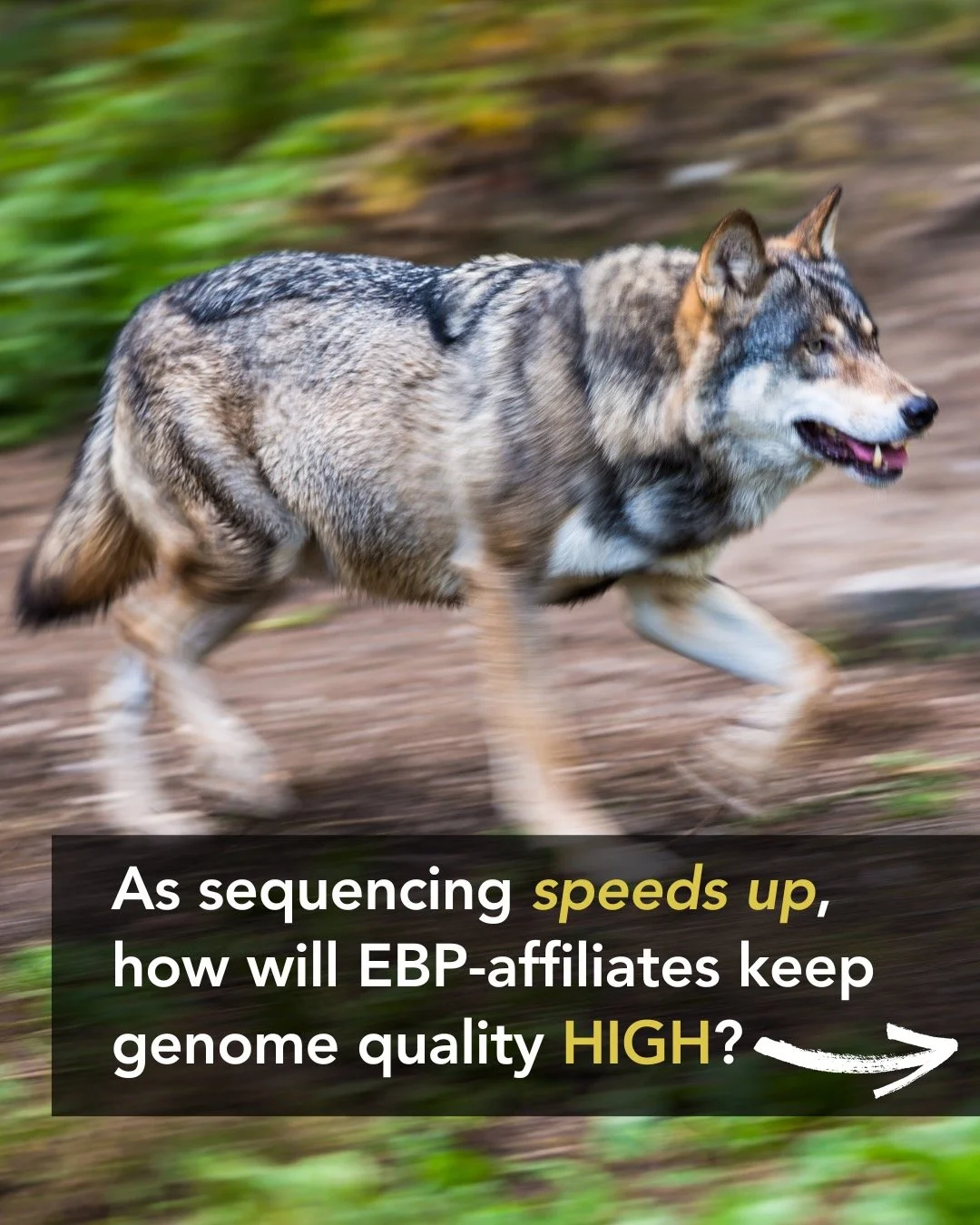 🌍✨ As sequencing ramps up, how will EBP-affiliates keep quality high?
By building smarter, scalable tools and infrastructure to manage a global flood of genomic data. 💻🧬
The Vertebrate Genomes Project (VGP) just rolled out rdeval &mdash; a new too