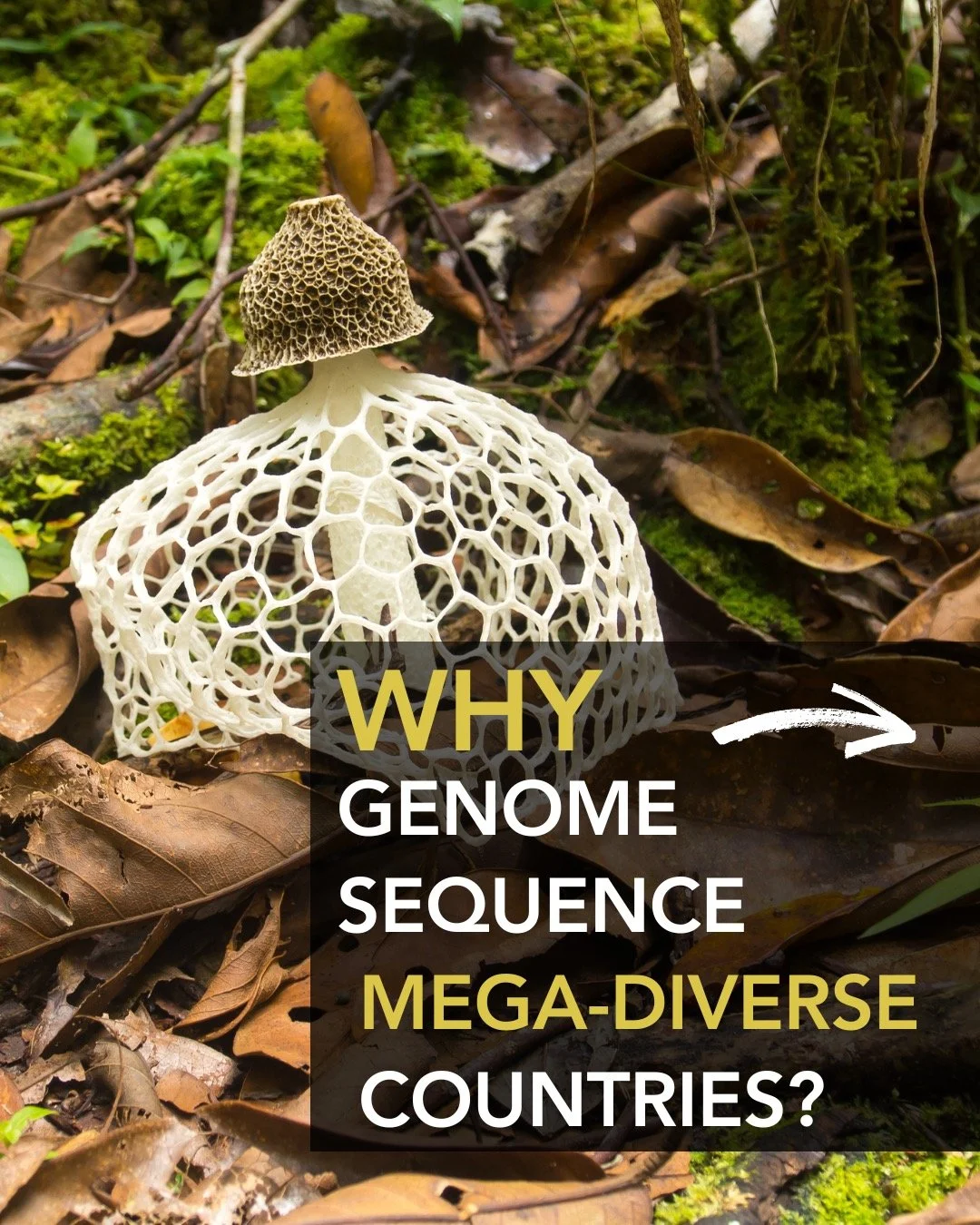 🌍✨ Why genome sequence mega-diverse countries?
A handful of countries hold &gt;70% of Earth&rsquo;s terrestrial biodiversity &mdash; packed with species found nowhere else. These places are evolution&rsquo;s playground&hellip; and extinction&rsquo;s