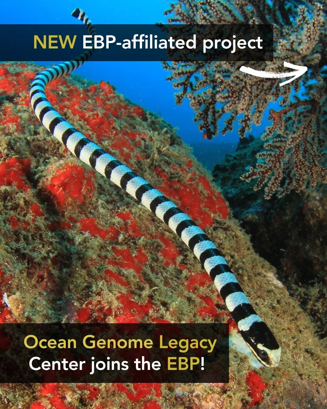 🌊✨ EBP welcomes another affiliated project!
The Ocean Genome Legacy Center @oceangenomes 🌊 joins the Earth BioGenome Project &mdash; helping advance the sampling of marine species across our ocean. With over 2.2 million known eukaryotic marine spec