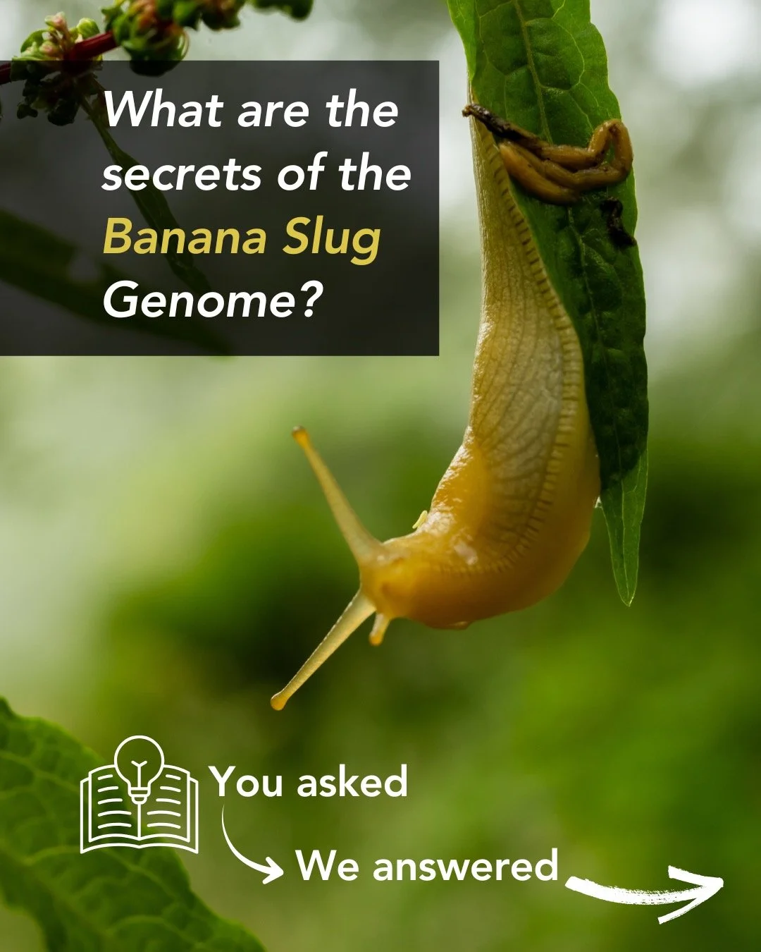 🔬🐌 R&amp;D Highlight: Cracking the Pacific Banana Slug Genome
Big news from @ucsc! Researchers have just completed the first end-to-end reference genome of the Pacific banana slug &mdash; an iconic resident of California&rsquo;s coastal redwood for