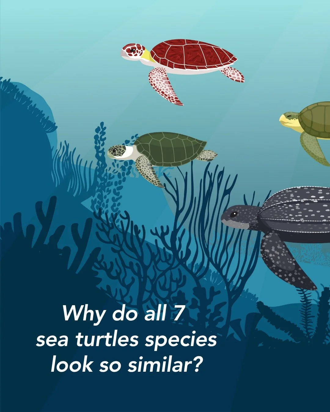 🐢💙 Big win for sea turtle conservation!
Chromosome-level assemblies from an international research team are giving scientists deeper insight into how sea turtles evolve, adapt, and recover. From understanding temperature-based sex determination to 