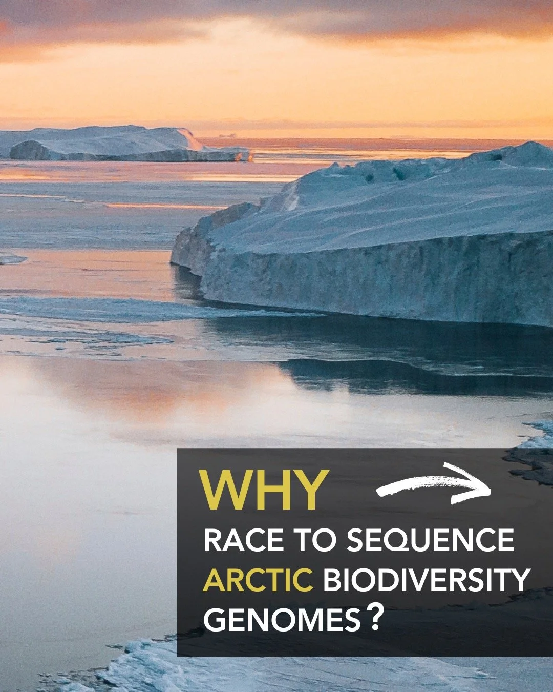 ❄️ Why race to genome sequence Arctic life?
Because the Arctic is changing fast &mdash; and every genome we capture now preserves a blueprint of resilience before it&rsquo;s gone.
🧬 Genomes reveal how species survive the cold,
🌍 track biodiversity 