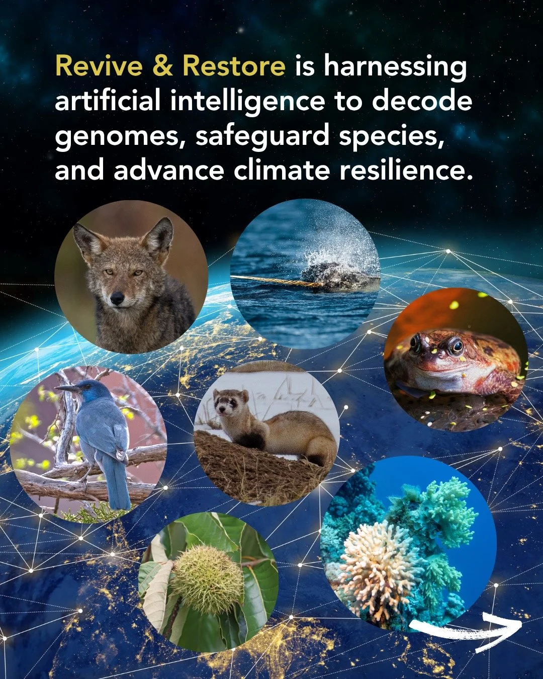 🚀🧬Revive &amp; Restore is pioneering a new era of conservation &mdash; using AI and genomics to protect life on Earth.
🎉👏We&rsquo;re thrilled to celebrate Revive &amp; Restore for being awarded a $2 million grant from the Bezos Earth Fund&rsquo;s