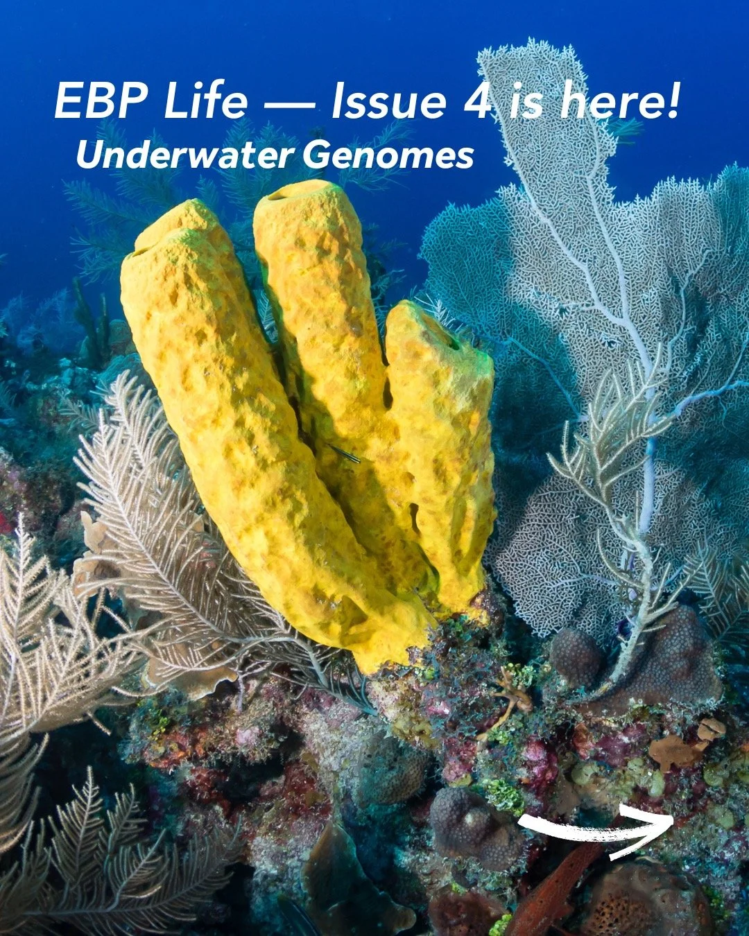 🌊 Ready to dive deep?
EBP Life Issue 4 takes you beneath the waves &mdash; where genome science meets the mysteries of the sea. 🧬✨
🐋 From mega-genomes of blue whales and Antarctic krill
🐬 To genomes saving species like the vaquita and sea turtles