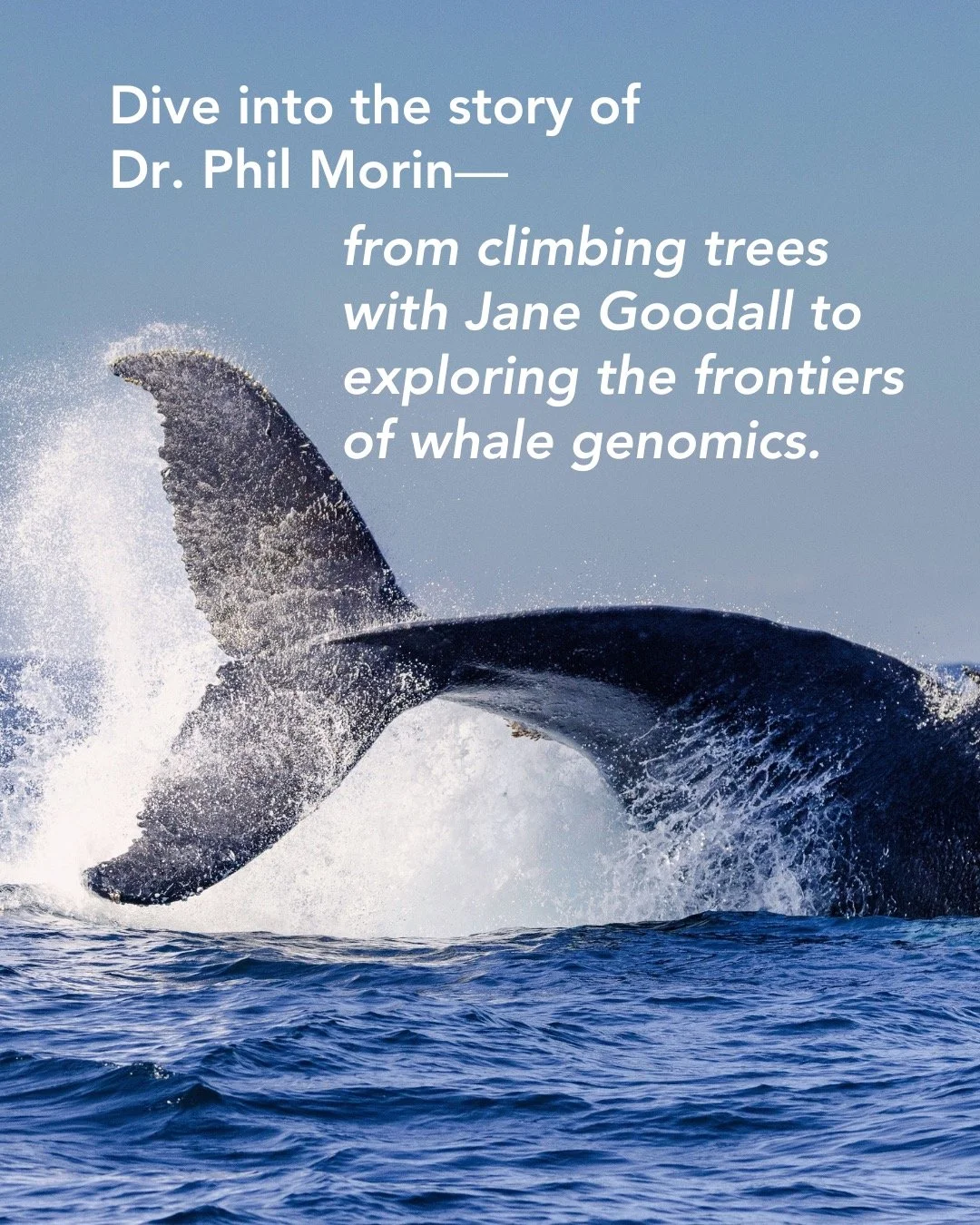 🌊 From chimp nests to whale genomes &mdash; meet Dr. Phil Morin, a scientist who&rsquo;s turned curiosity into conservation.
Some people carve their path through persistence. Others stumble into opportunity.
Phil Morin did both. 🧬
From studying end