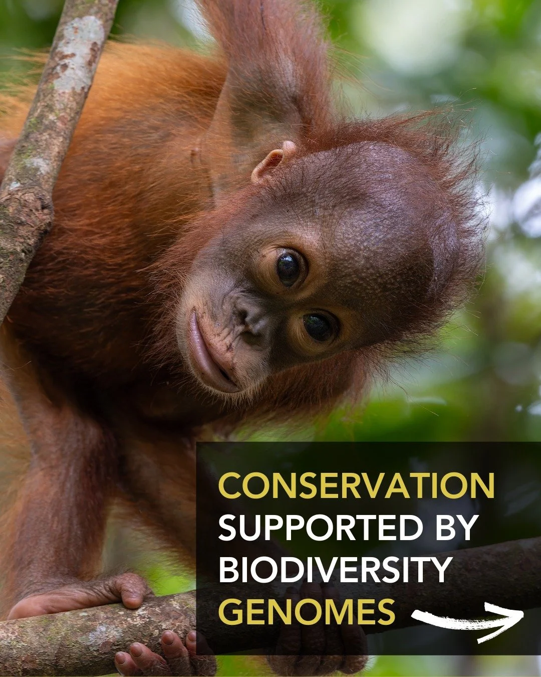 🌍 Biodiversity Genomes: Unlocking Global Conservation 🧬
Researchers are harnessing genome data to boost genetic diversity in endangered populations&mdash;giving species a real chance at survival. From guiding breeding programs to pinpointing pathog