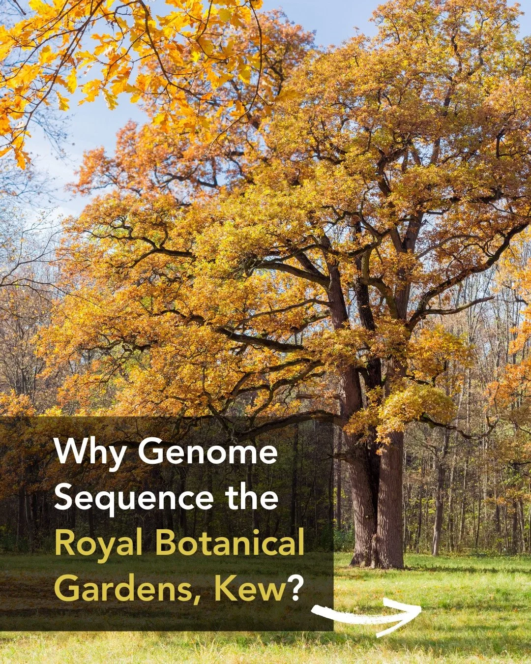 🌍✨ Genome sequencing the Royal Botanic Gardens, Kew &mdash; a Darwin Tree of Life effort, one extraordinary plant or fungus at a time.
When Kew&rsquo;s unparalleled botanical and mycological expertise meets the Tree of Life Programme&rsquo;s sequenc