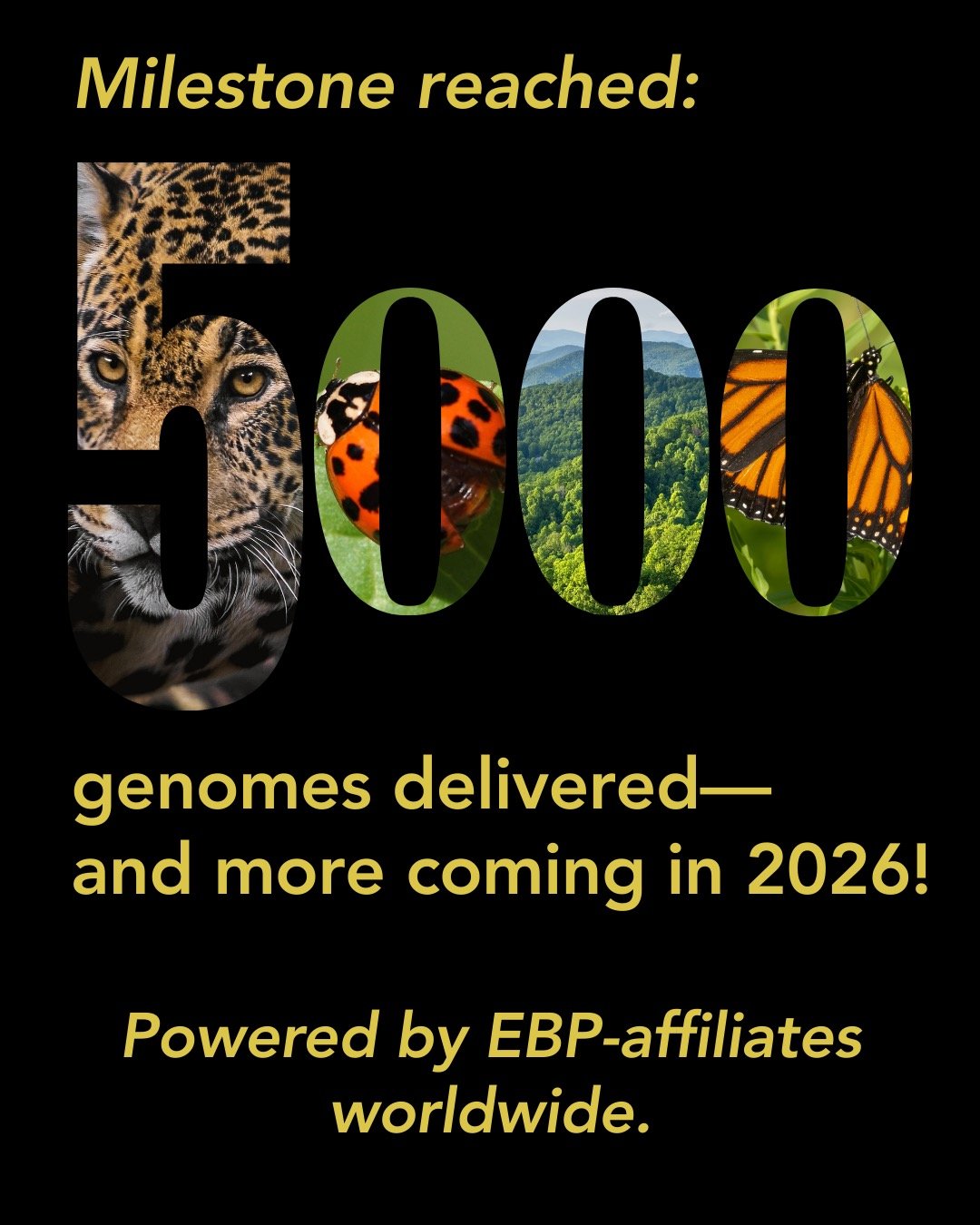 🎉 5,000+ genome assemblies sequenced!
EBP affiliates are building momentum, and we&rsquo;re already looking ahead to the next genome sequencing milestone on the road to 2026.
Congratulations to everyone who worked together to make this happen. Happy
