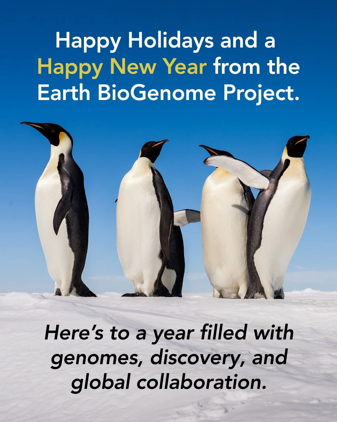 🌍🧬 From our global network to yours&mdash;Happy Holidays and a Happy New Year!
Thank you for an incredible year. More genomes and discovery ahead in 2026 ✨
With appreciation for our growing network:
🧬 @1000genomas, 🦈 @squalomix, 🌳 @genomeark, 🐘