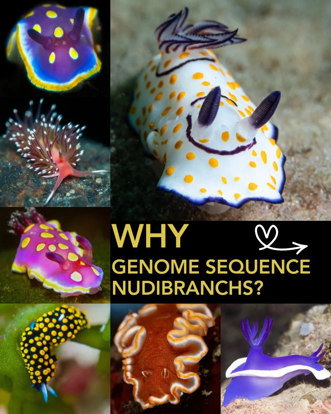 Why genome sequence nudibranchs? 🌈🧬
Because these vibrant sea slugs hide some of the ocean&rsquo;s most extraordinary biological tricks.
From toxin evolution and chemical defenses 🧪 to symbiosis, pigmentation, and extreme metabolic adaptations, nu