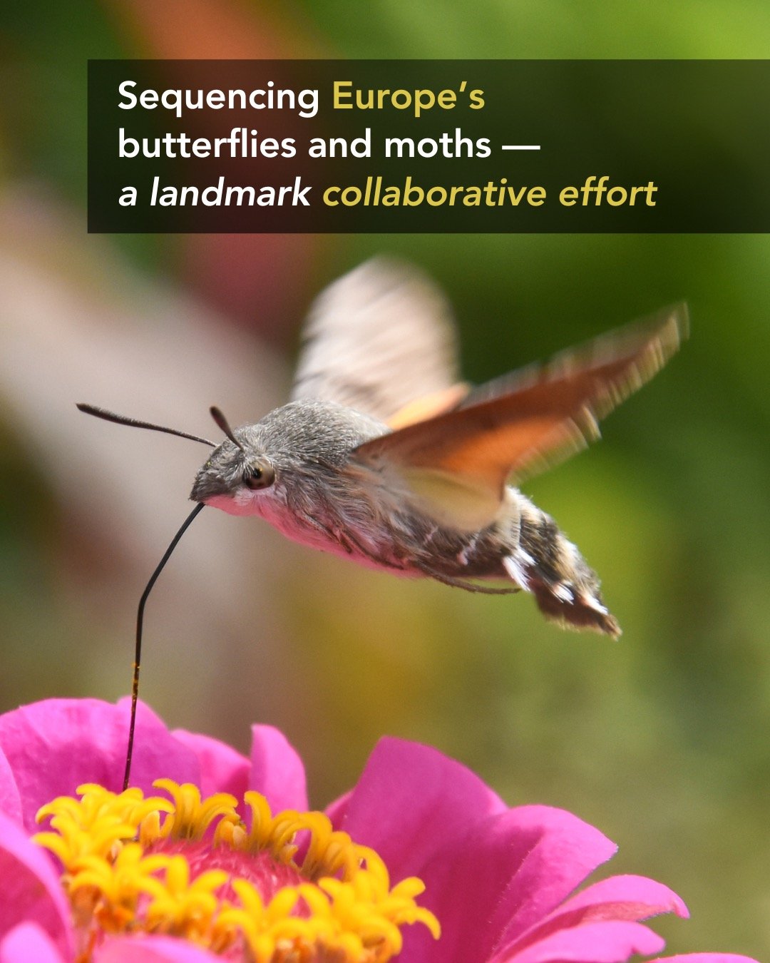 🦋🧬 A landmark for biodiversity genomics takes flight.

Project Psyche is building chromosome-level reference genomes for all ~11,000 European butterflies &amp; moths &mdash; with 1,000 species already sequenced and 3,000+ collected by a pan-Europea