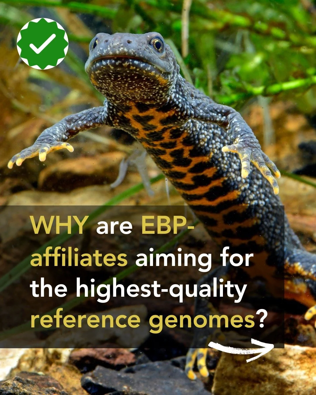 Accuracy isn&rsquo;t just better data &mdash; it&rsquo;s global infrastructure. 🧬🌍
That&rsquo;s why EBP sets the bar high.
By prioritizing near-complete, reference-grade genomes, EBP reduces assembly artefacts and misleading biological inferences &