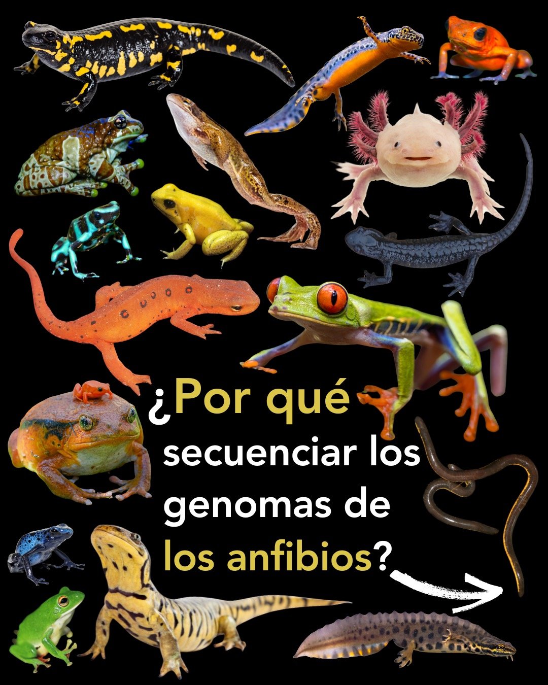 🌍✨ &iquest;Por qu&eacute; secuenciar los genomas de los anfibios?
Amphibian Genomes Across the Tree of Life
🚨 Los anfibios est&aacute;n desapareciendo.
M&aacute;s del 40 % de las especies est&aacute;n en riesgo de extinci&oacute;n.
Sus genomas pued