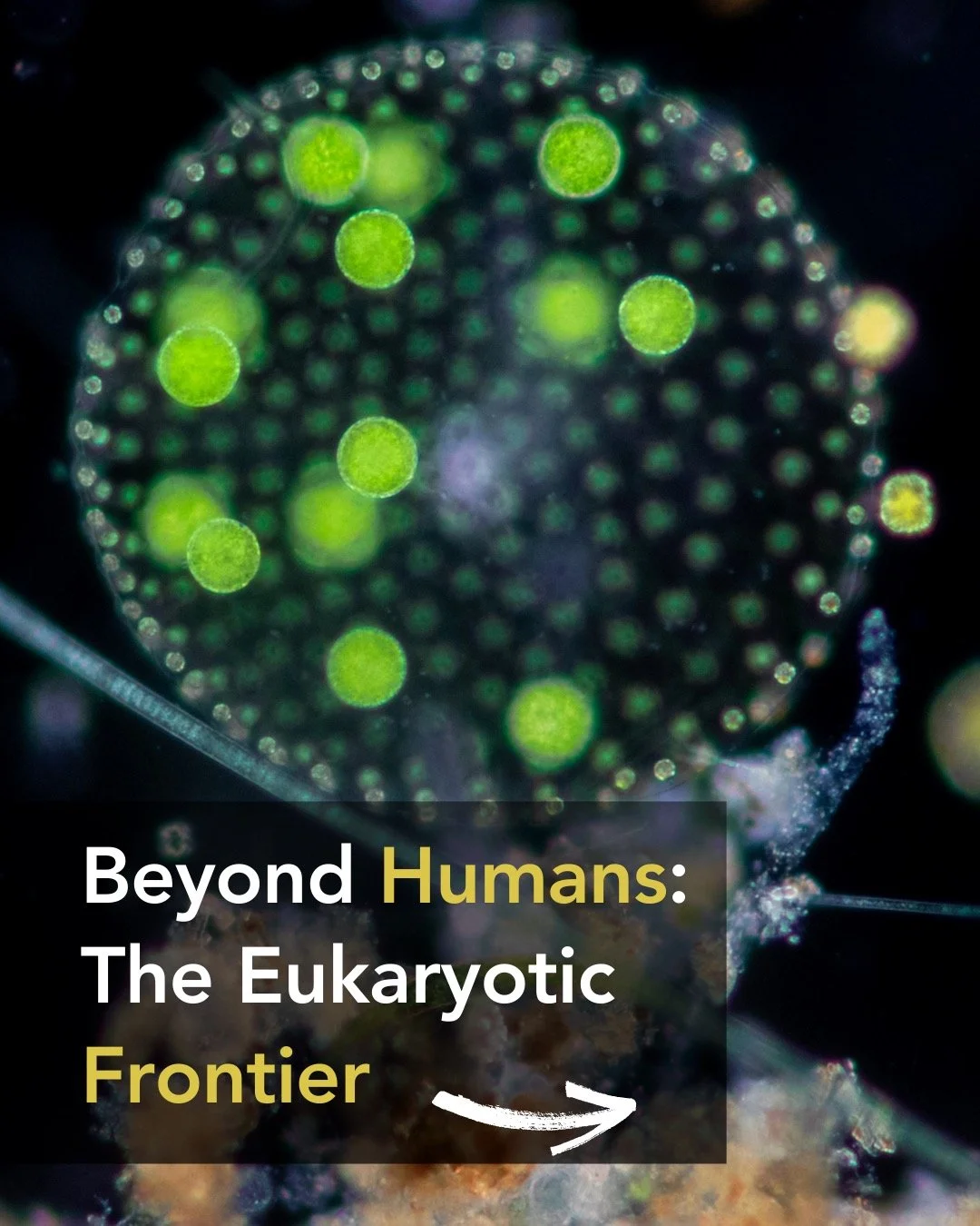Beyond humans lies the eukaryotic frontier. 🧬🌍
Sequencing the human genome showed us how powerful a single reference can be.
🚀 Now the challenge is scaling that insight across all eukaryotic life &mdash; plants, animals, fungi, and the vast unknow