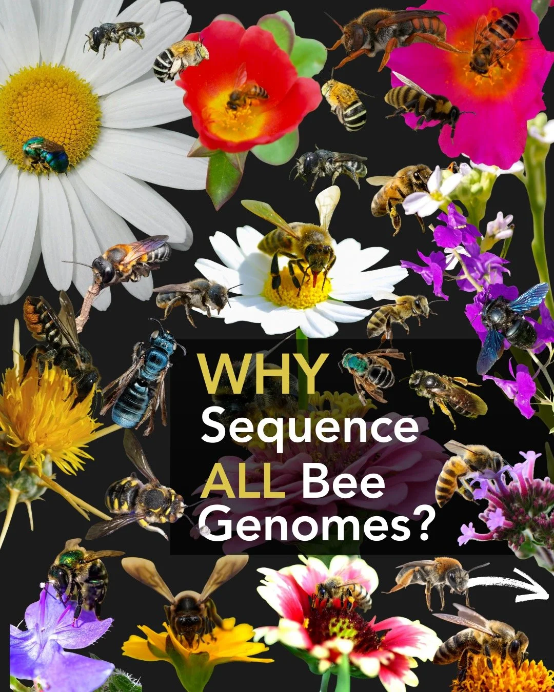 🧬 🐝 Bees power pollination.🌸
Bees pollinate more than 75% of flowering plants and many crops humans rely on. 🍎🥑🌻 Genomes help scientists understand the biology behind this essential ecosystem service. 
🧬 🐝 Much of our genomic knowledge comes 
