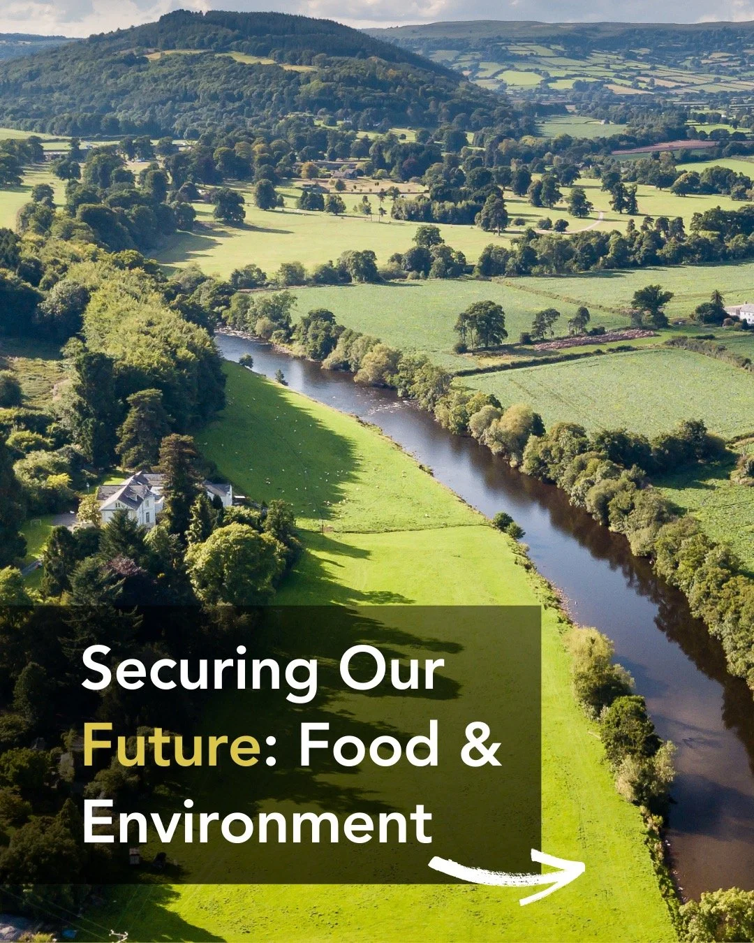 From wild relatives to resilient crops 🌾🌍
&bull; Rice: Wild rice (Oryza rufipogon) vs cultivated rice (Oryza sativa) 🌱
&bull; Wheat: Wild wheat (Aegilops biuncialis) vs cultivated wheat (Triticum aestivum) &mdash; wild strains can carry naturally 