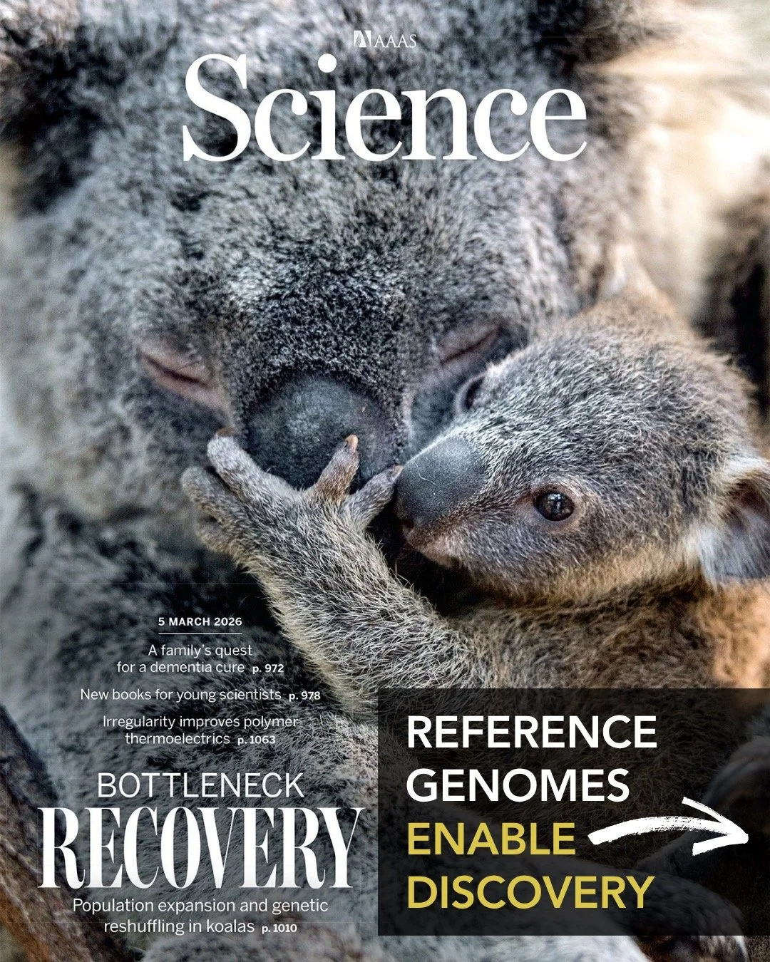 🧬 How much can a genome reveal about resilience?
A new Science study on koalas shows that conservation genetics is more complex than diversity alone. Using whole-genome data from 418 koalas across 27 populations, the study found that bottlenecked po