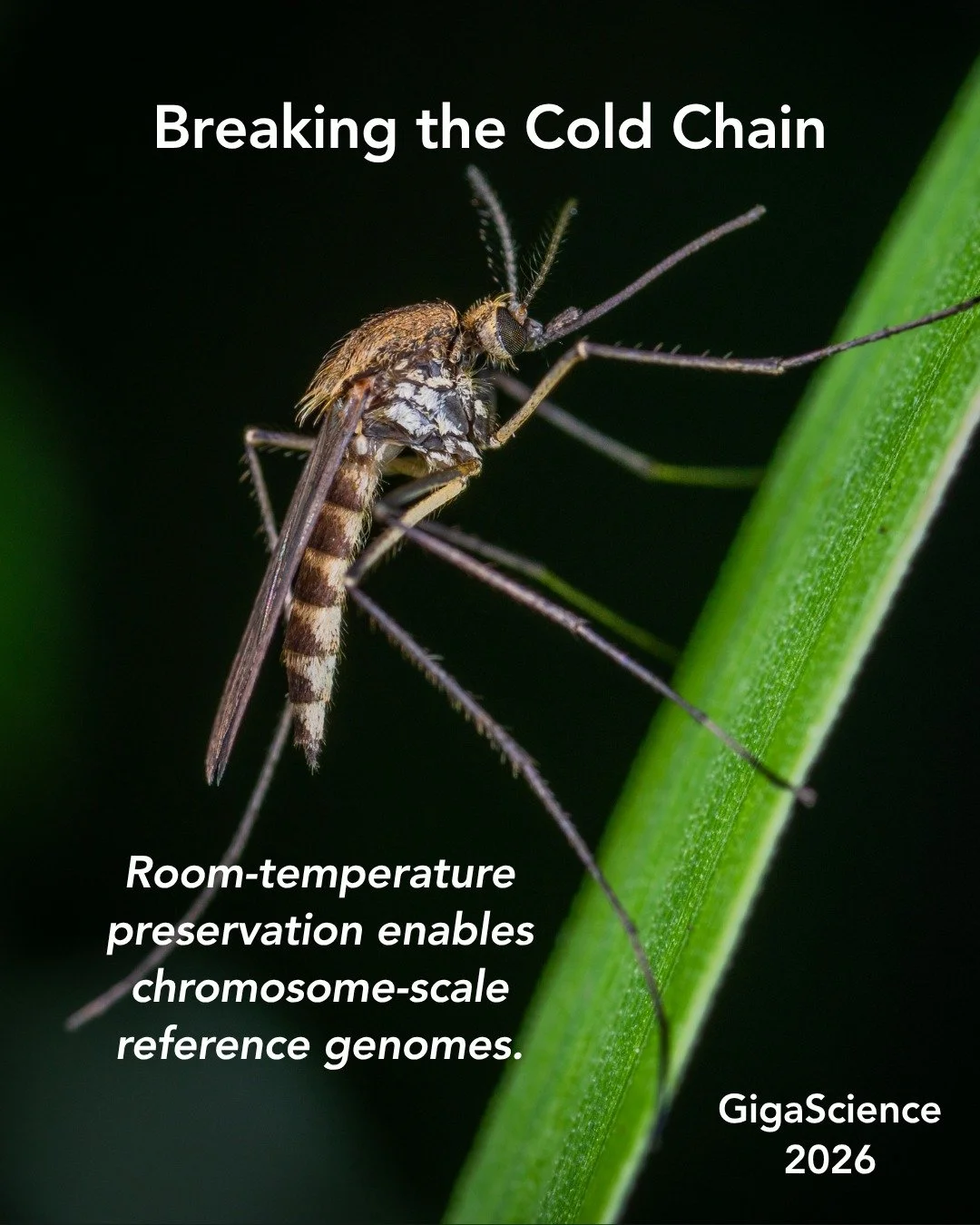 ❄️🧬 What if we could break one of the biggest bottlenecks in biodiversity genomics?
For decades, maintaining frozen specimens from the field to the laboratory has been essential for generating high-quality reference genomes. This new study shows tha