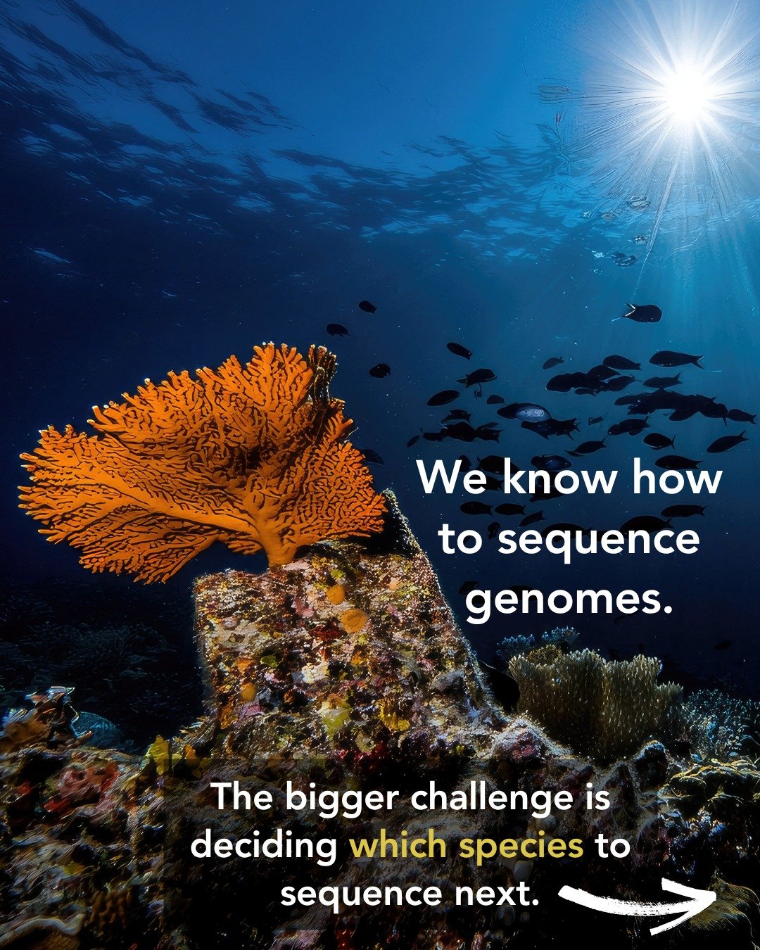 🧬🌍 Which species should we sequence next?
Generating high-quality reference genomes is no longer the biggest challenge. Today, one of the most important questions in biodiversity genomics is deciding where sequencing effort can have the greatest im