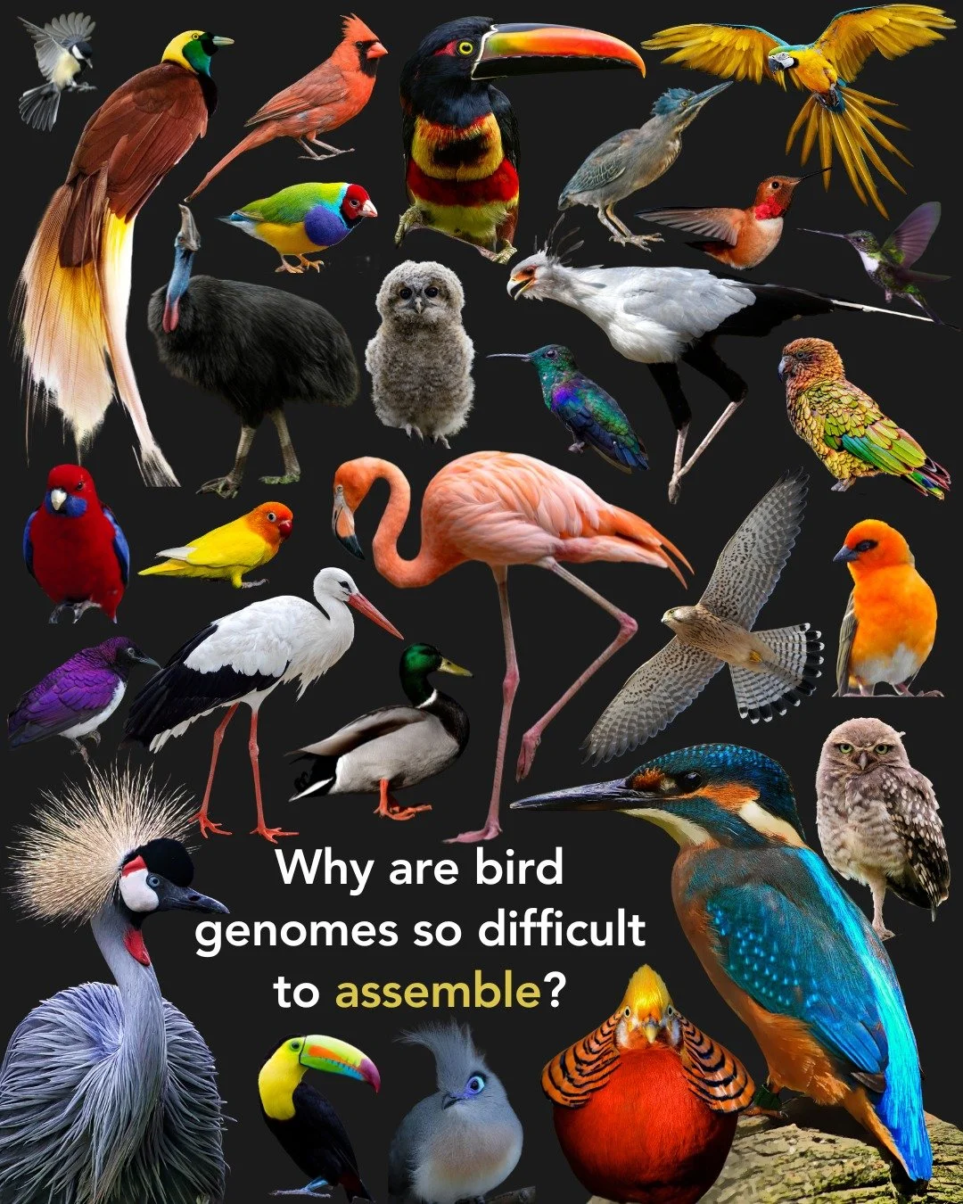 🐦🧬 Why are bird genomes so difficult to assemble?

One major challenge is the presence of dozens of tiny, gene-rich microchromosomes and dot microchromosomes. Despite containing important genetic information, these chromosomes are often fragmented,