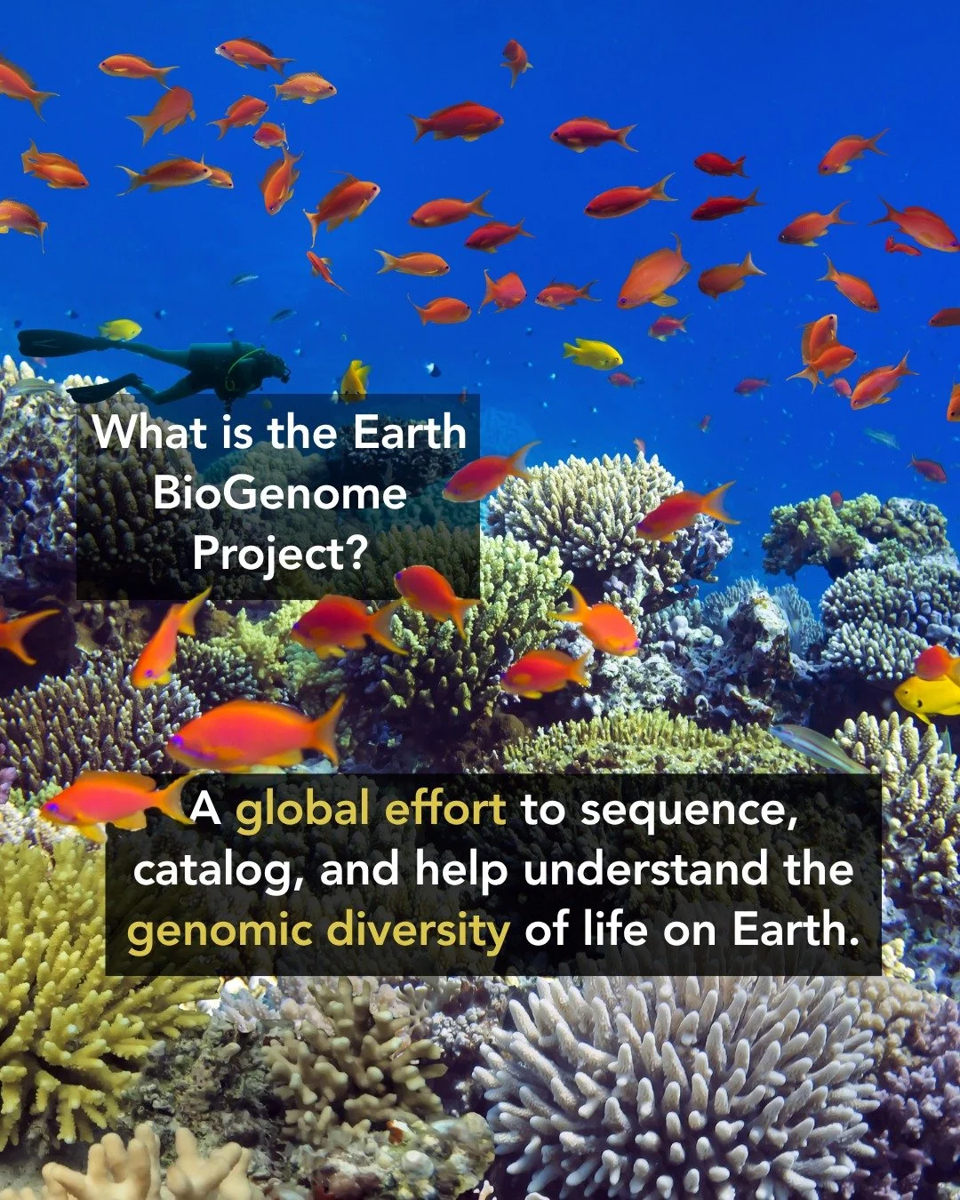 🌍🧬 Every species carries a unique evolutionary story written in its DNA.

The Earth BioGenome Project (EBP) is a global effort to generate high-quality reference genomes for all known eukaryotic life.

Working across coral reefs, rainforests, deser