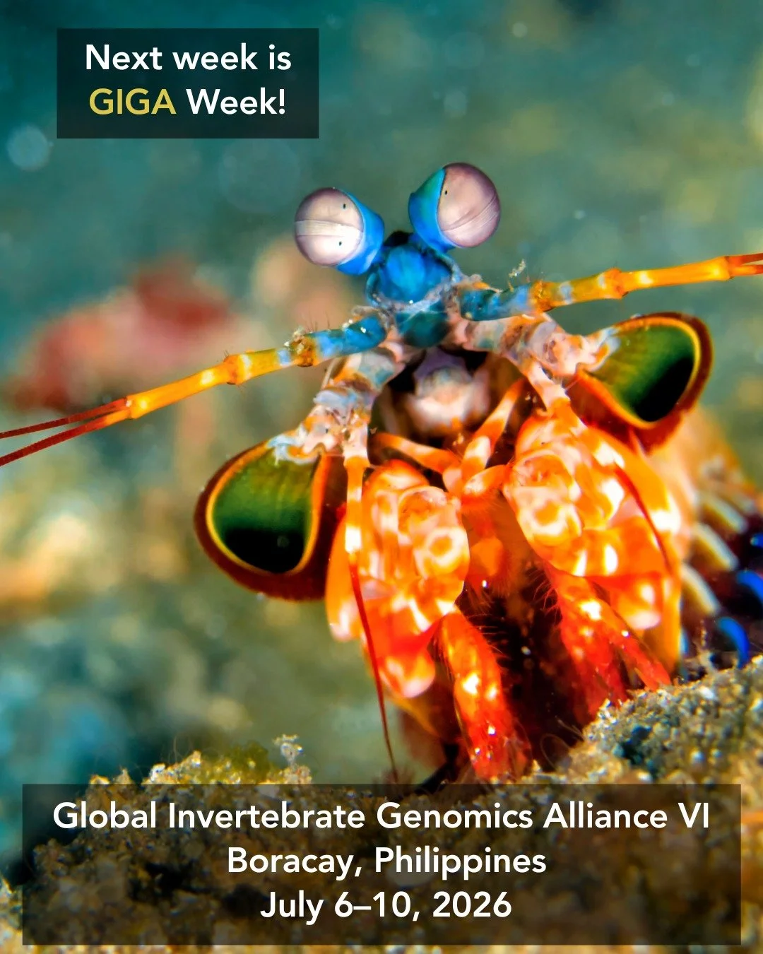 🦀 The countdown is on!

In just one week, the global invertebrate genomics community will gather in Boracay, Philippines for Global Invertebrate Genomics Alliance VI (GIGA VI).

We're looking forward to a week of exciting science, new collaborations