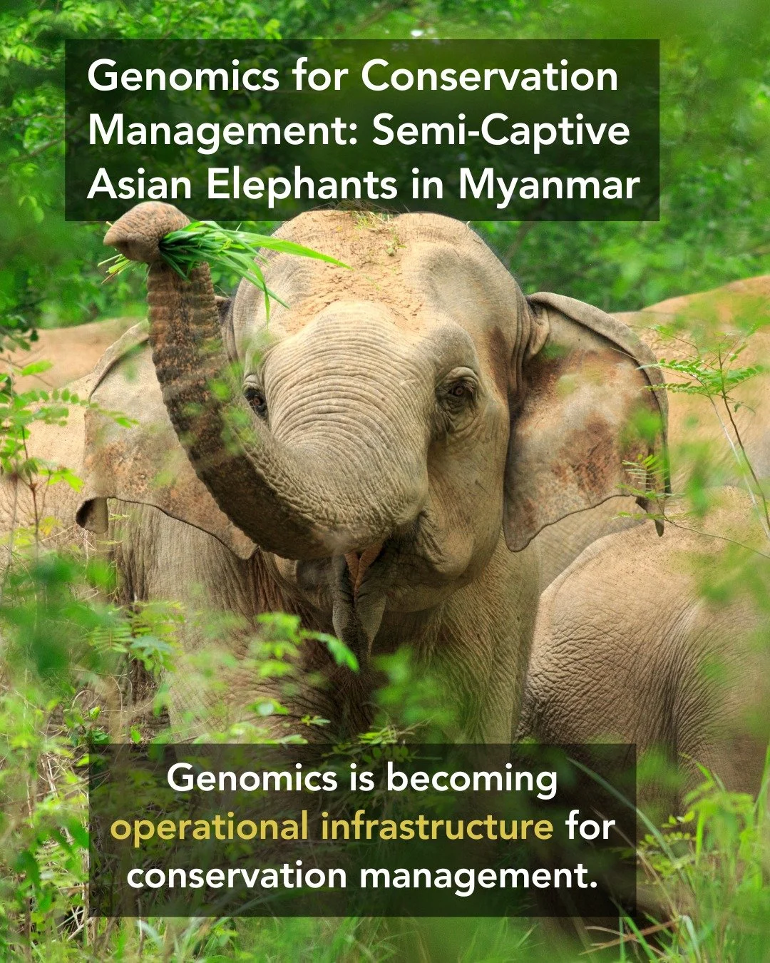 🐘 How can genomics help conserve endangered species?
A new study on semi-captive Asian elephants in Myanmar used genome sequencing to uncover hidden patterns of relatedness, inbreeding, and population structure across the world&rsquo;s largest semi-