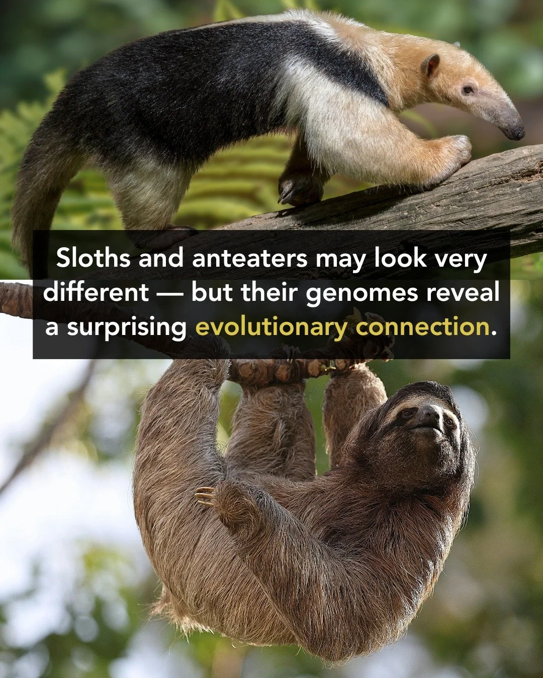 🦥🧬 What can sloth genomes teach us about evolution?

Sloths and anteaters belong to one of the most unusual branches of the mammal family tree. New chromosome-level genomes are revealing how retrocopy formation may have helped shape some of their r