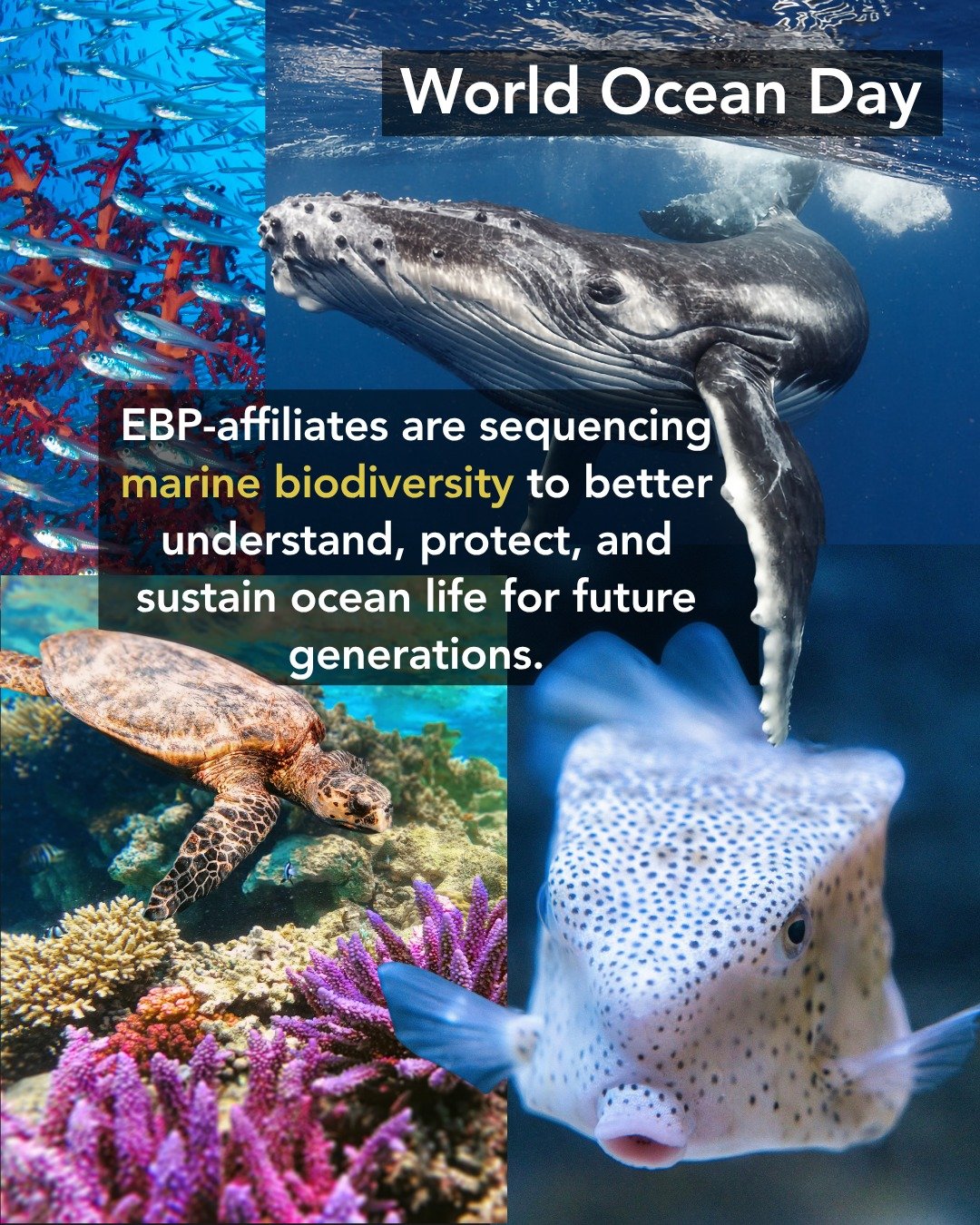 🌊🧬 World Ocean Day

From whales and sea turtles to corals, kelp forests, plankton, and deep-sea species, the ocean contains an extraordinary diversity of life shaped by billions of years of evolution.

Around the world, Earth BioGenome Project affi