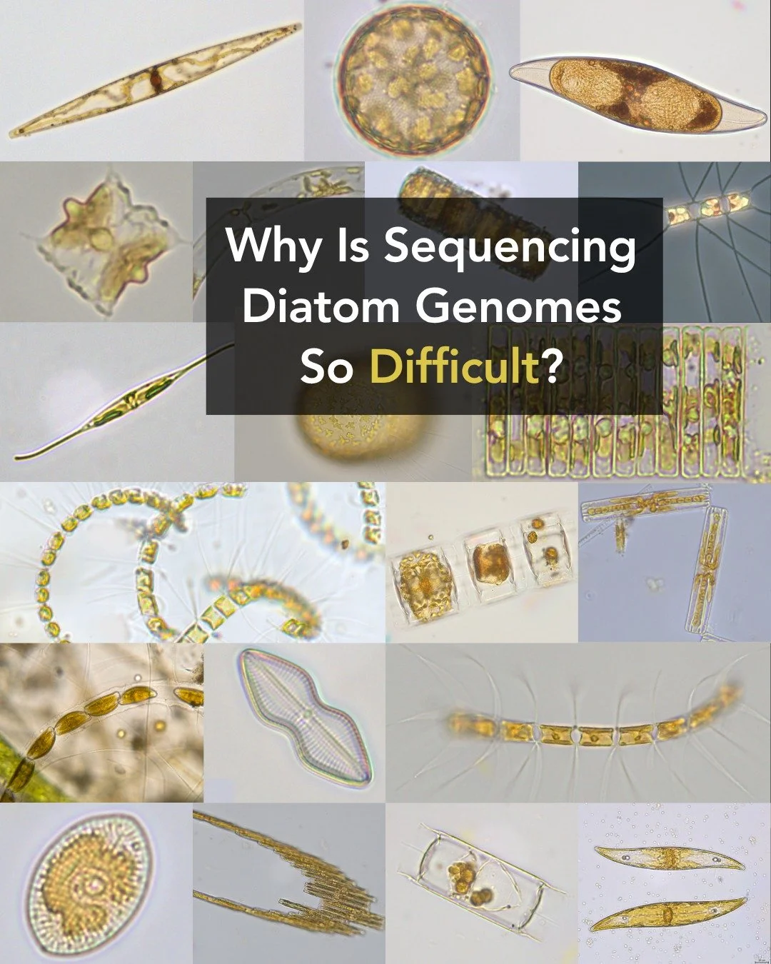 Can we sequence all diatom genomes? 🌊🔬

EBP-affiliated projects are already sequencing diatom genomes, but not yet at the scale needed to capture their extraordinary diversity.

Diatoms are among the planet&rsquo;s most important photosynthetic org