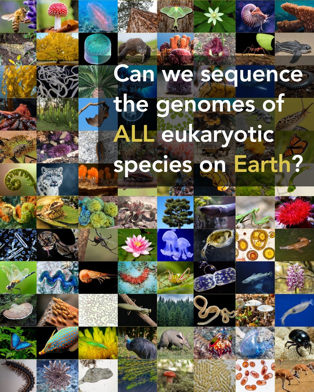 Today, on the International Day for Biological Diversity 🌍🧬, we reflect on this year&rsquo;s theme: Acting locally for global impact.

That idea is central to the Earth BioGenome Project. Every local ecosystem, species, sample, sequencing effort, a