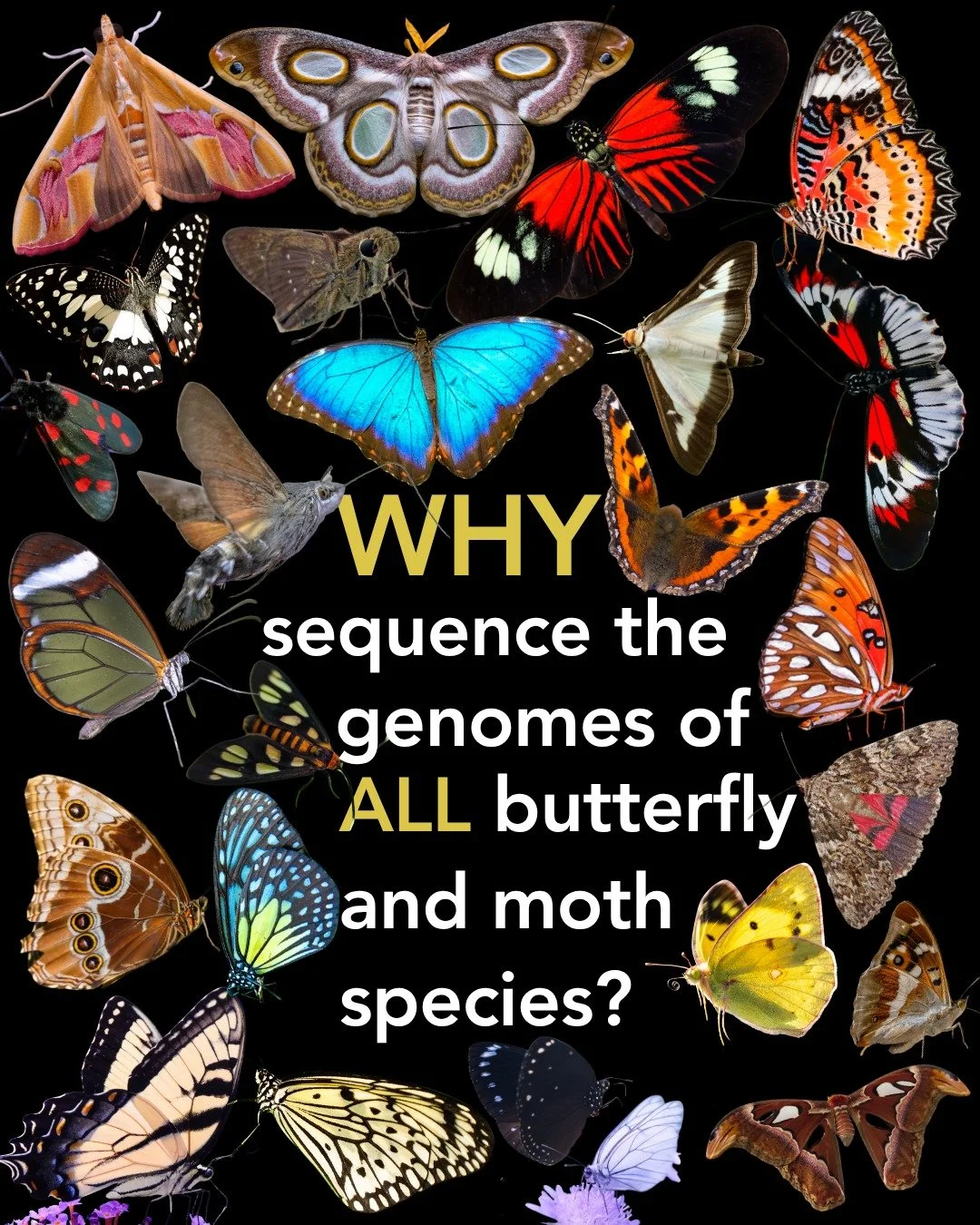 Why sequence the genomes of all butterflies and moths? 🦋🧬

Lepidoptera make up nearly 10% of all known eukaryotic species, making butterflies and moths one of the largest branches of life on Earth.

Their genomes can help us better understand ecosy