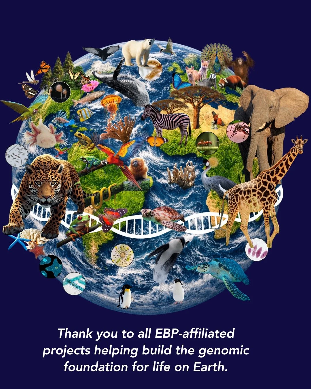 This Earth Month 2026, the Earth BioGenome Project is celebrating a major biodiversity genomics milestone: EBP-affiliated projects around the world have now generated over 6,000 genome assemblies for eukaryotic species across the tree of life, with m