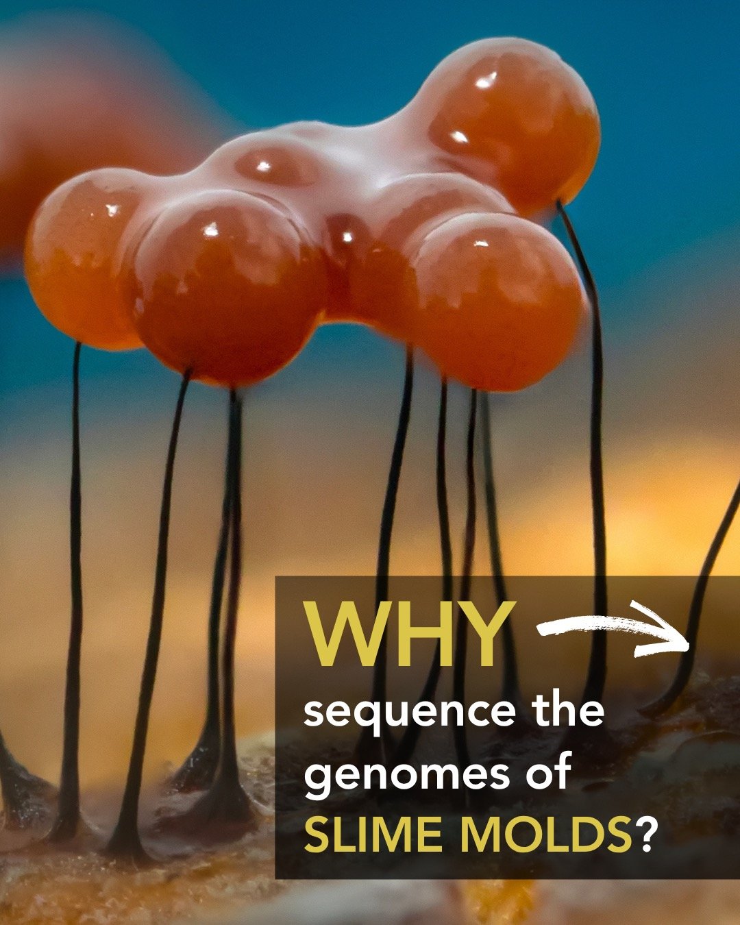 🍄🧬 Why sequence the genomes of slime molds?
They may live on the forest floor&mdash;but slime molds are quietly rewriting what we know about life.
Without brains or nerves, some slime molds can solve mazes, optimize networks, and make collective de