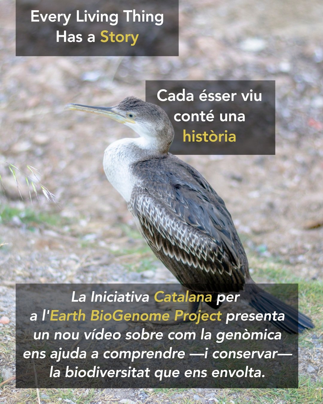 🎥🧬🌿 Every living thing has a story. Every genome helps us read it.

From forests and coastlines to caves and mountain peaks, every species carries millions of years of evolutionary history written in its DNA.

The Catalan Initiative for the Earth 