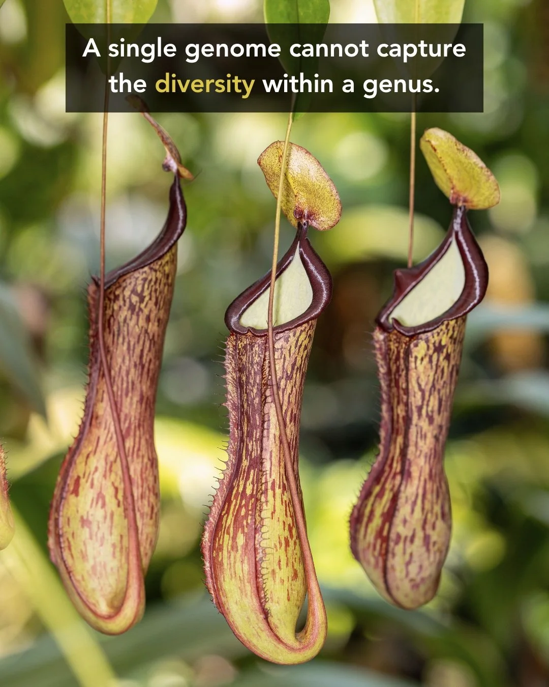 🌍🧬 How many genomes does it take to understand a lineage?

For decades, genomics often relied on representative species&mdash;the idea that sequencing a single genome could stand in for an entire group of organisms.

But evolution rarely works that