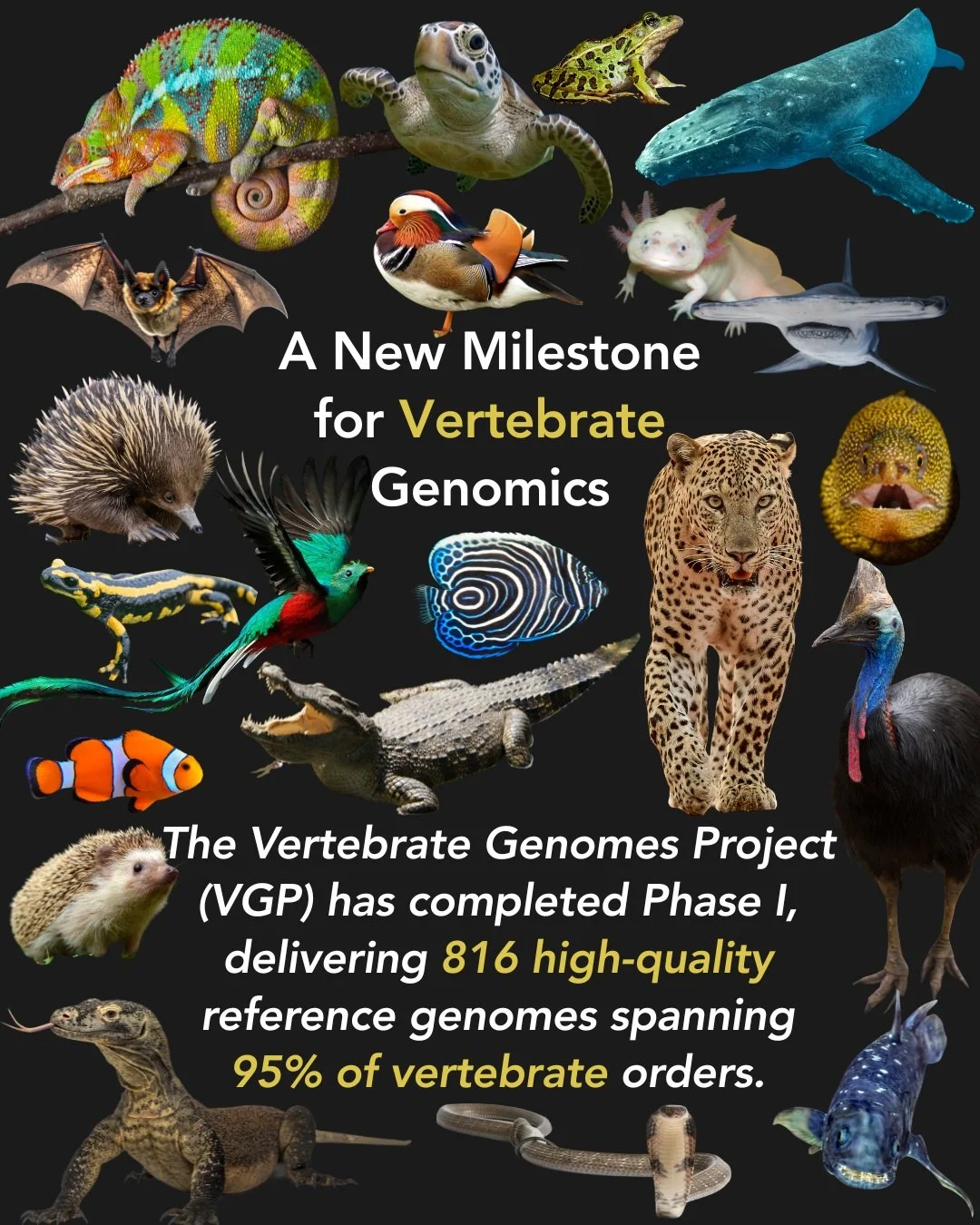 🧬 New Preprint Highlight
The Vertebrate Genomes Project (VGP) has released a new preprint detailing the completion of Phase I, which delivers 816 of the highest-quality vertebrate reference genomes ever produced. The collection represents 95% of all
