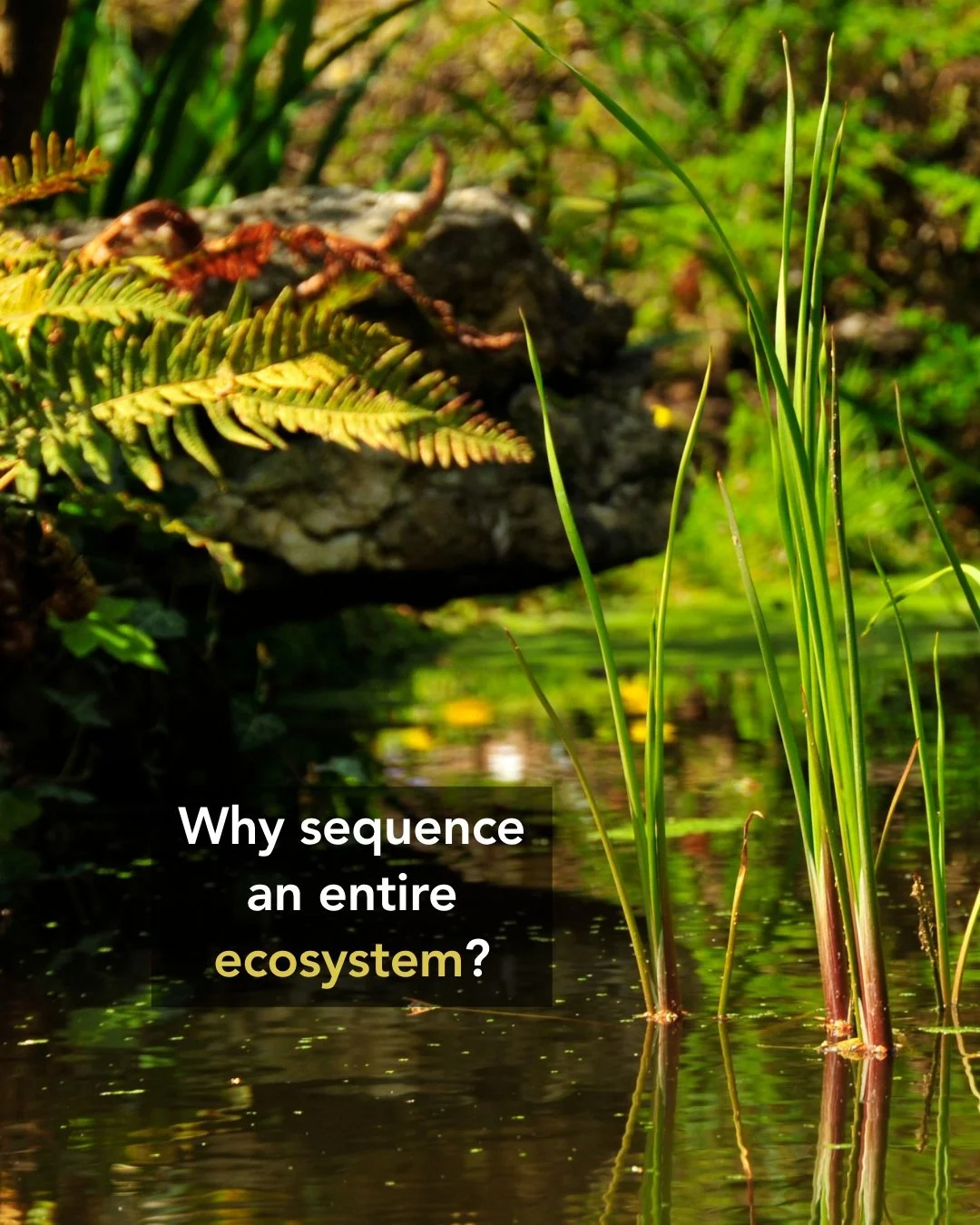 🧬🌿 Why sequence an entire ecosystem?
When we think about genomes, we often imagine sequencing a single species. But no organism exists in isolation.

A pond is an intricate network of plants, algae, insects, snails, fish, birds, fungi, and microbes