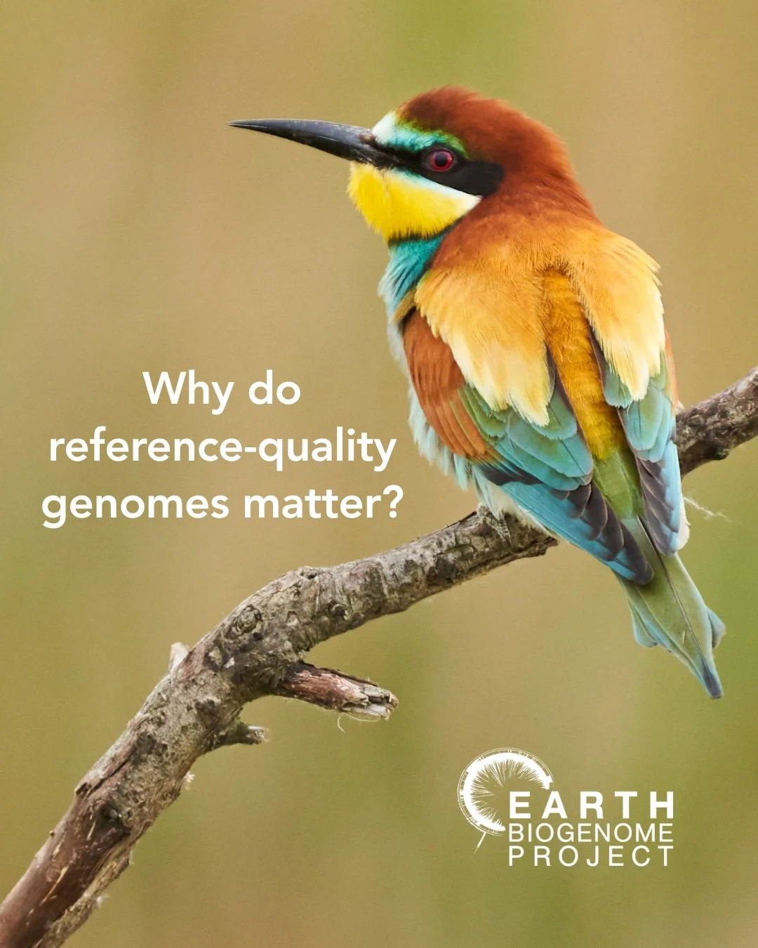 🧬 Why do high-quality reference genomes matter?
Not all genome assemblies are created equal.

A draft genome assembly can give researchers a valuable first look at a species&rsquo; DNA &mdash; but it may still contain gaps, errors, duplicated region