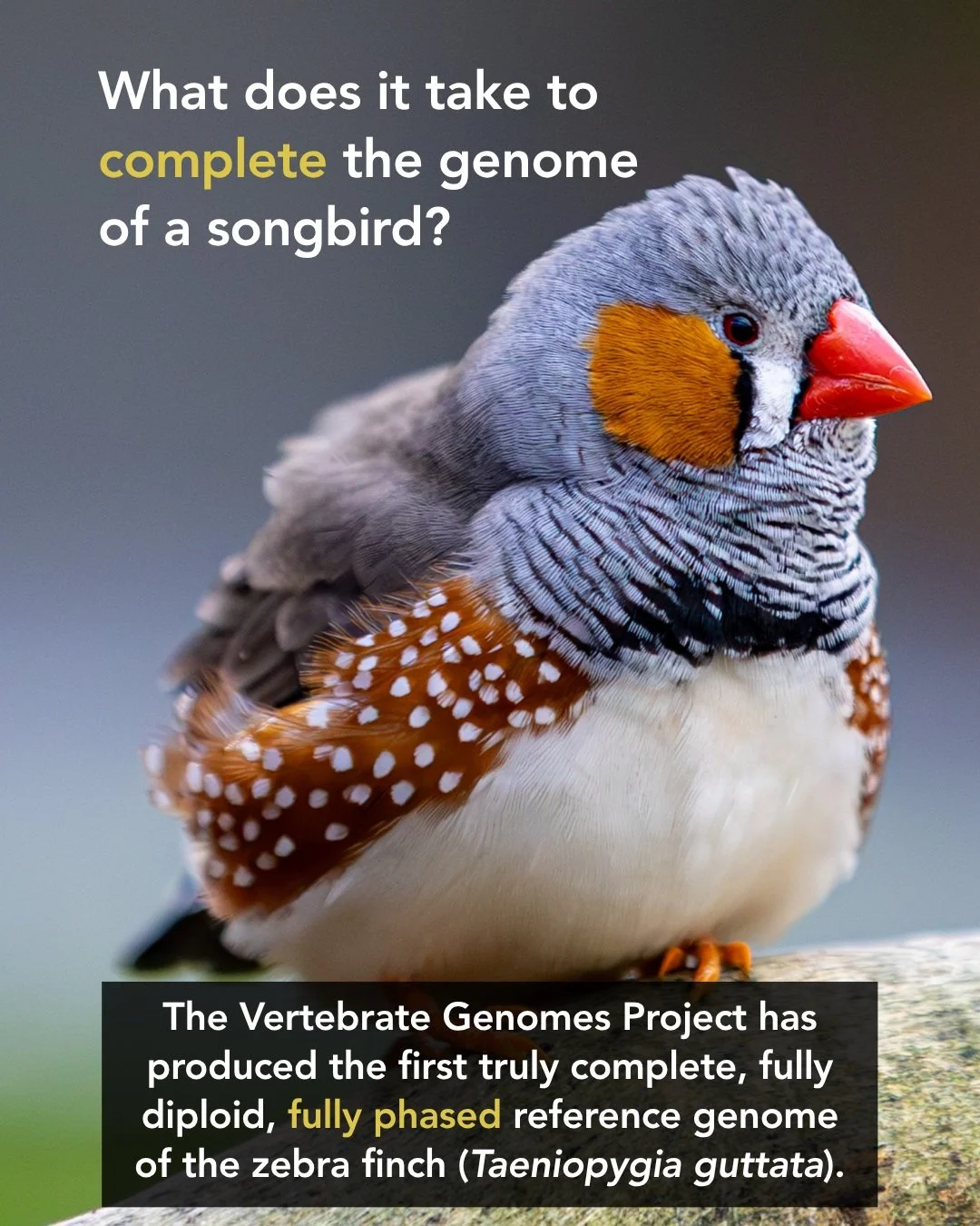 🐦🧬 What does it take to complete the genome of a songbird?
The Vertebrate Genomes Project at Rockefeller University has produced the first complete, fully phased reference genome of the zebra finch (Taeniopygia guttata) &mdash; resolving regions th