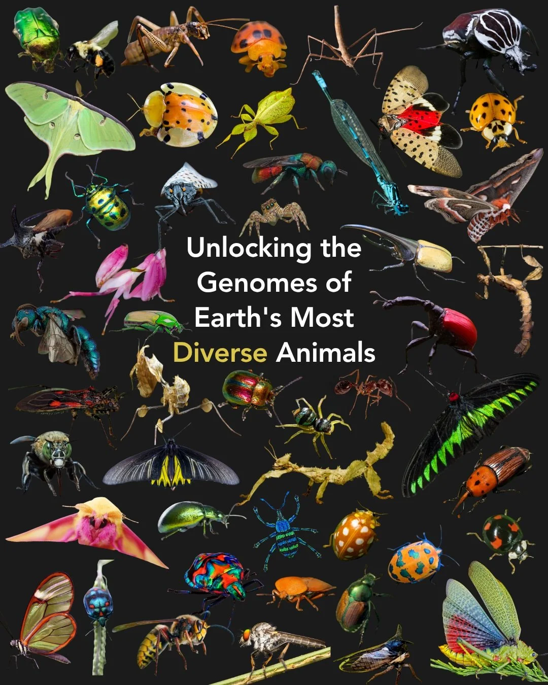 🐝 Insects are the most diverse animals on Earth&mdash;but sequencing their genomes is anything but simple.

More than 1 million insect species have been described, and scientists estimate millions more may remain undiscovered.

But insects don't jus