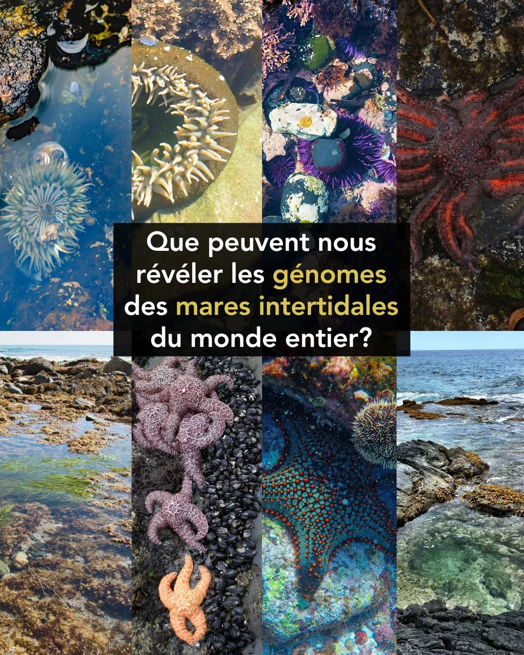 🌊🧬 Que peuvent nous r&eacute;v&eacute;ler les g&eacute;nomes des mares intertidales du monde entier?
&Agrave; chaque mar&eacute;e, ces &eacute;cosyst&egrave;mes c&ocirc;tiers se transforment. 🌊☀️
Sous l&rsquo;eau &agrave; mar&eacute;e haute. Expos