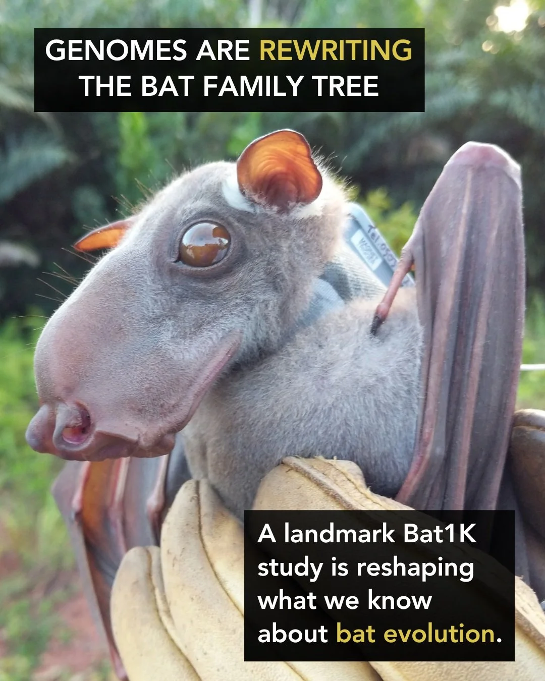 🦇🧬 Genomes are rewriting the bat family tree.
A landmark study from EBP-affiliated Bat1K brings together 103 chromosome-level genome assemblies spanning all 21 living bat families &mdash; including 42 new reference-quality chromosome-level genome a