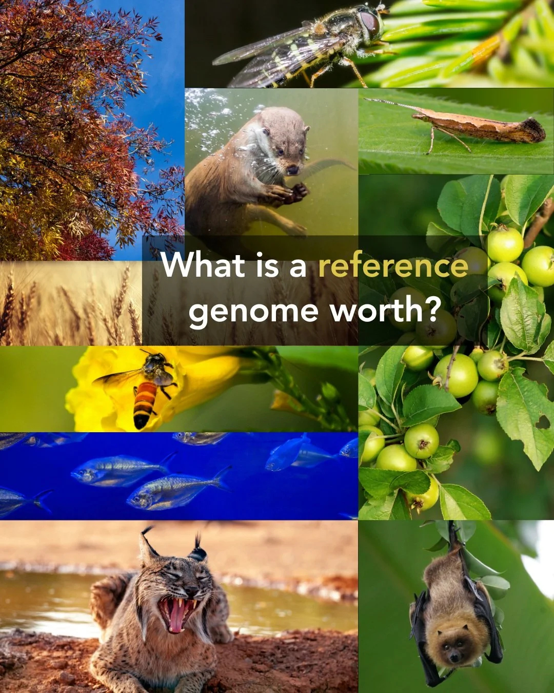 🧬 What is a reference genome worth?
When we think about scientific infrastructure, we often think of roads, satellites, telescopes, or research facilities. These are long-term investments that enable thousands of future discoveries.
High-quality ref