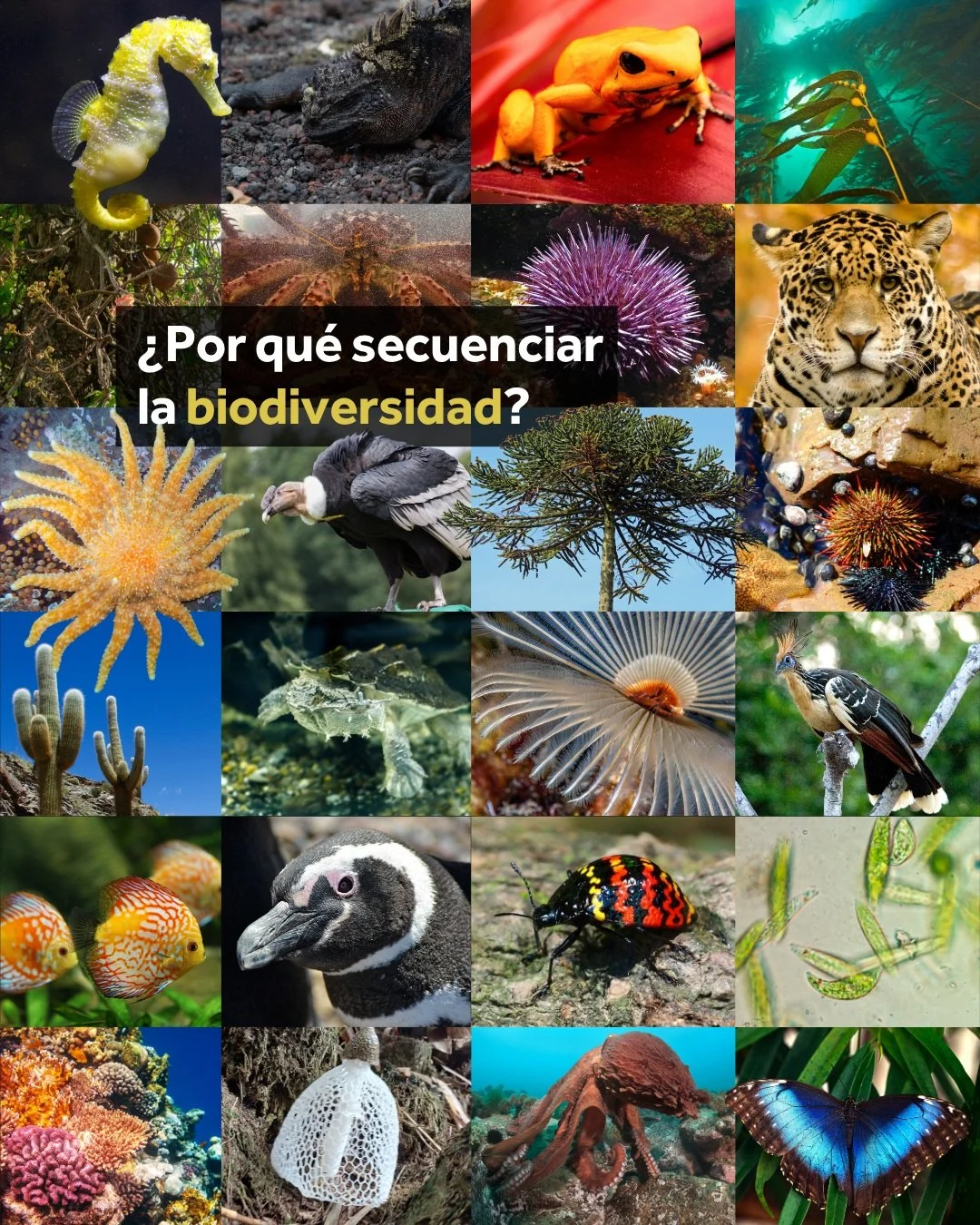 Por qu&eacute; secuenciar la biodiversidad?

Cada especie conserva en su ADN una historia evolutiva &uacute;nica: c&oacute;mo evolucion&oacute;, c&oacute;mo se ha adaptado a su ambiente y c&oacute;mo se relaciona con el resto de la vida en la Tierra.