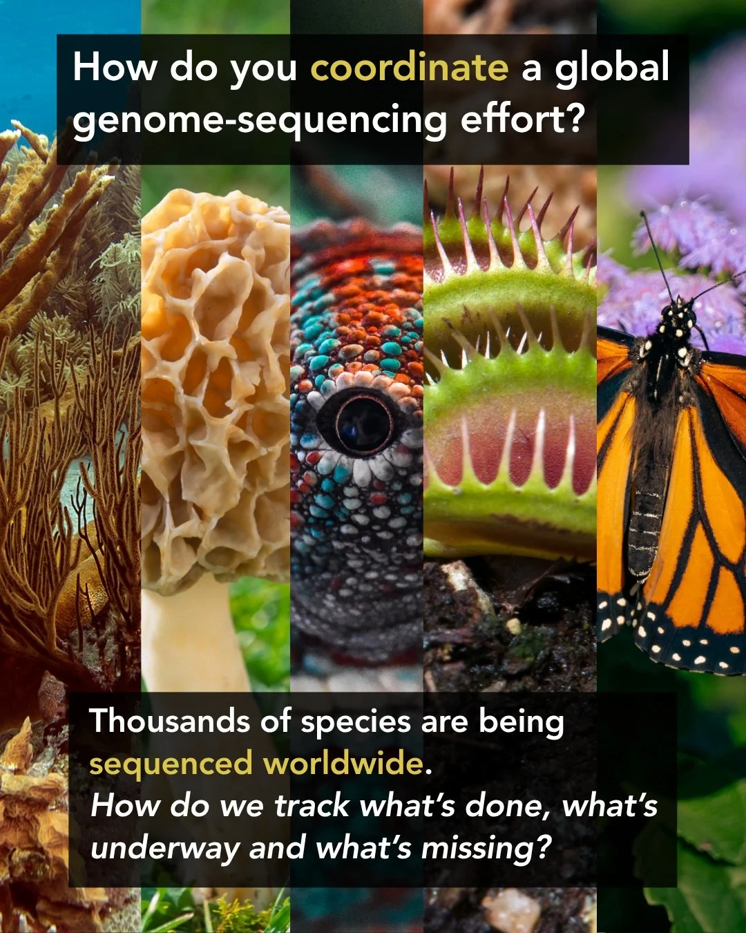 🧬 How do you coordinate a global genome-sequencing effort?

Around the world, biodiversity genomics projects are sequencing thousands of species across the Tree of Life.

But before starting a new genome, researchers need to know: What&rsquo;s alrea