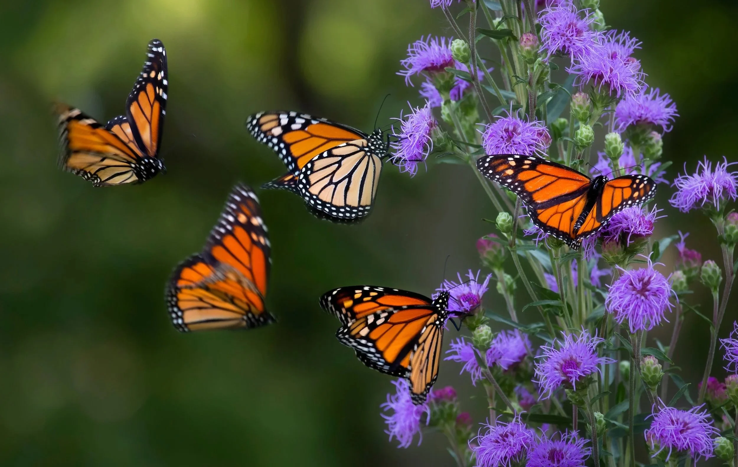 Global Voices, Global Genomes