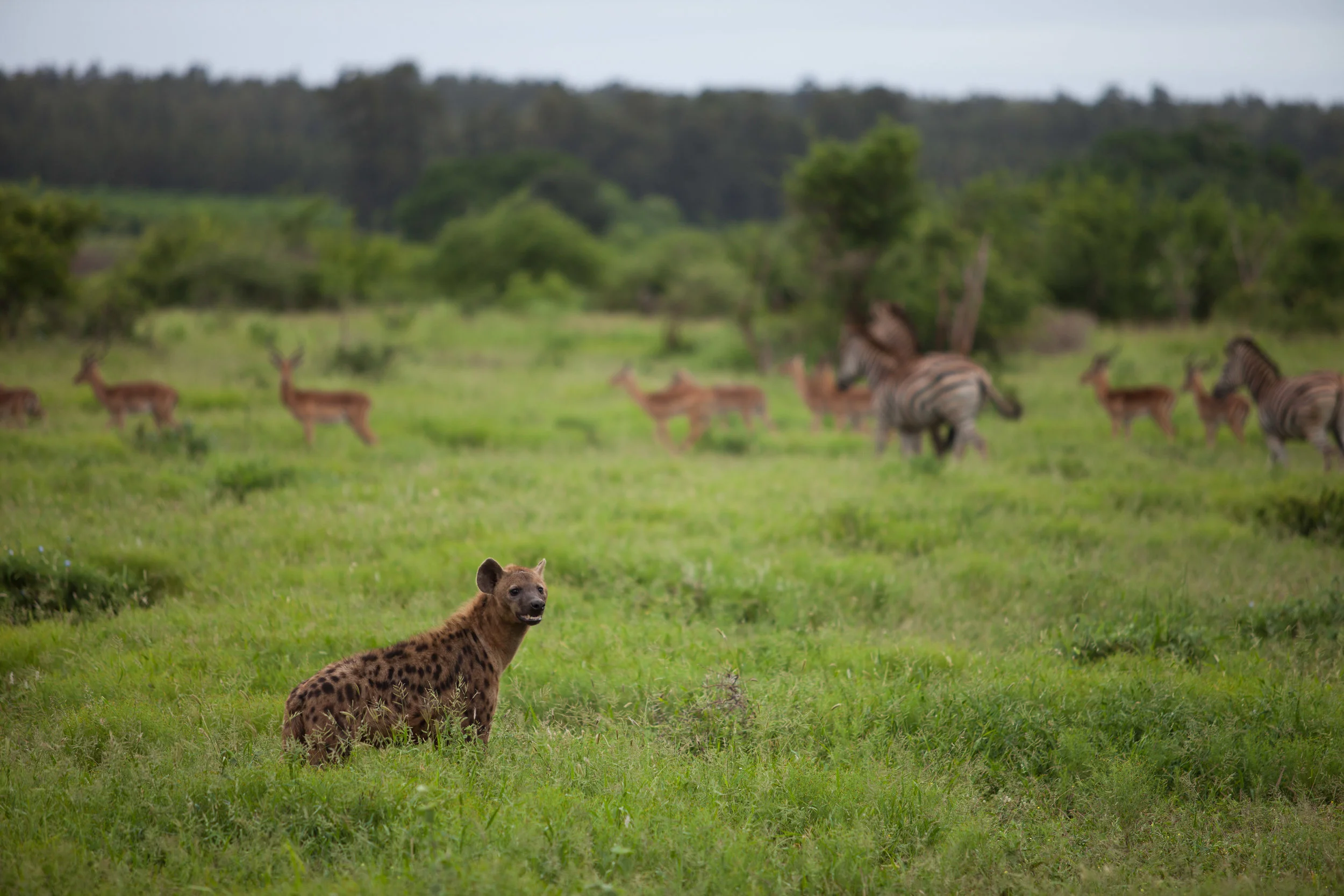 kruger-4.jpg